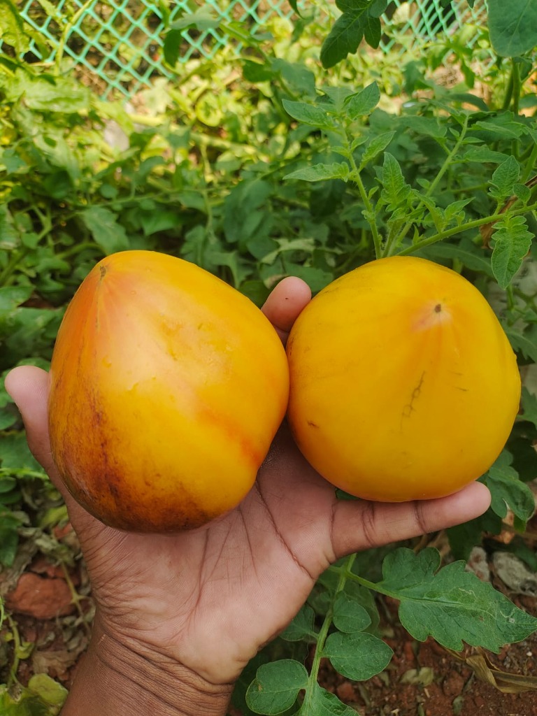 Rare heirloom tomatoes from our garden