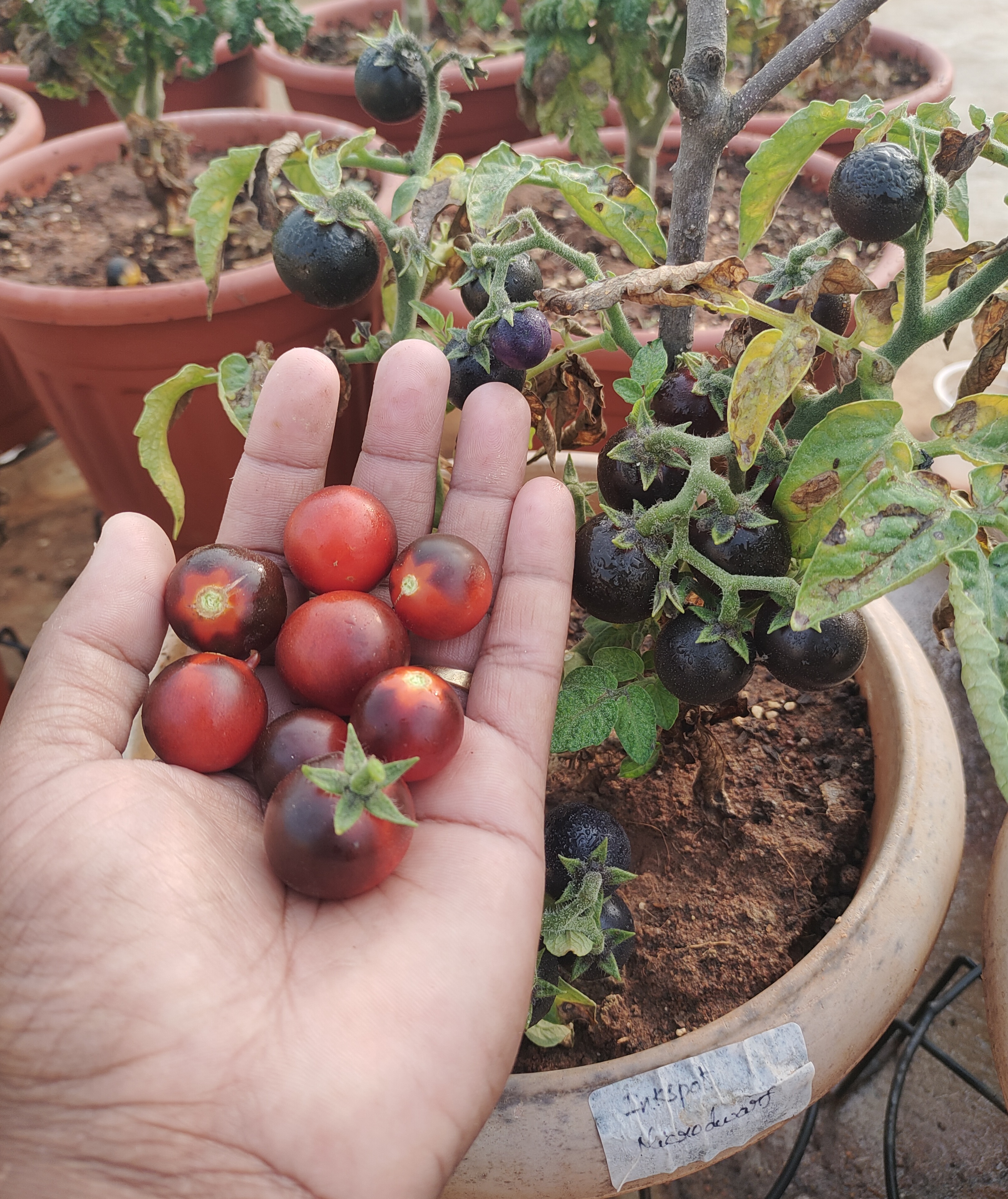 Microdwarf Tomatoes: Perfect for Balcony & Terrace Gardens