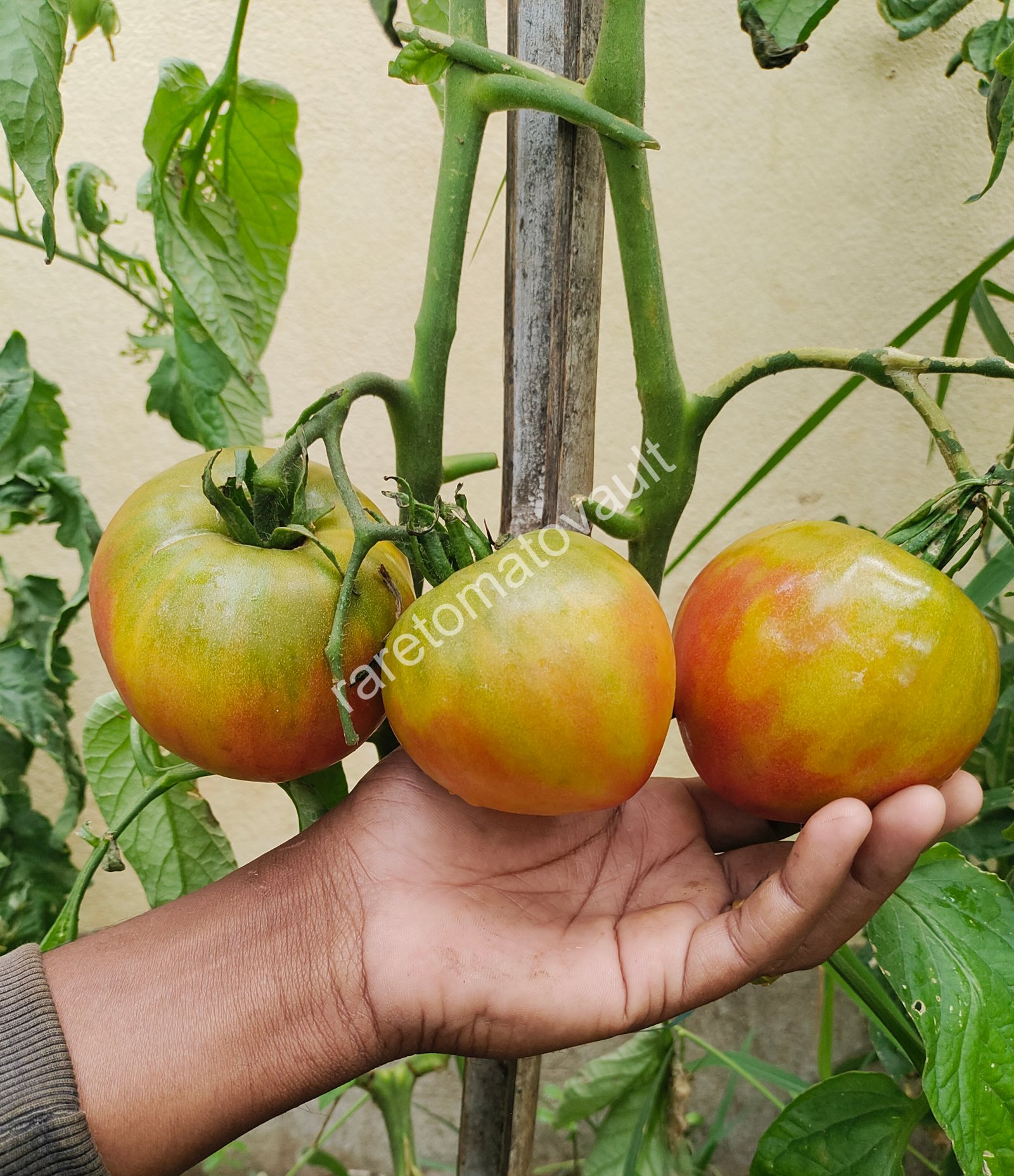 Spinach (పాలకూర)