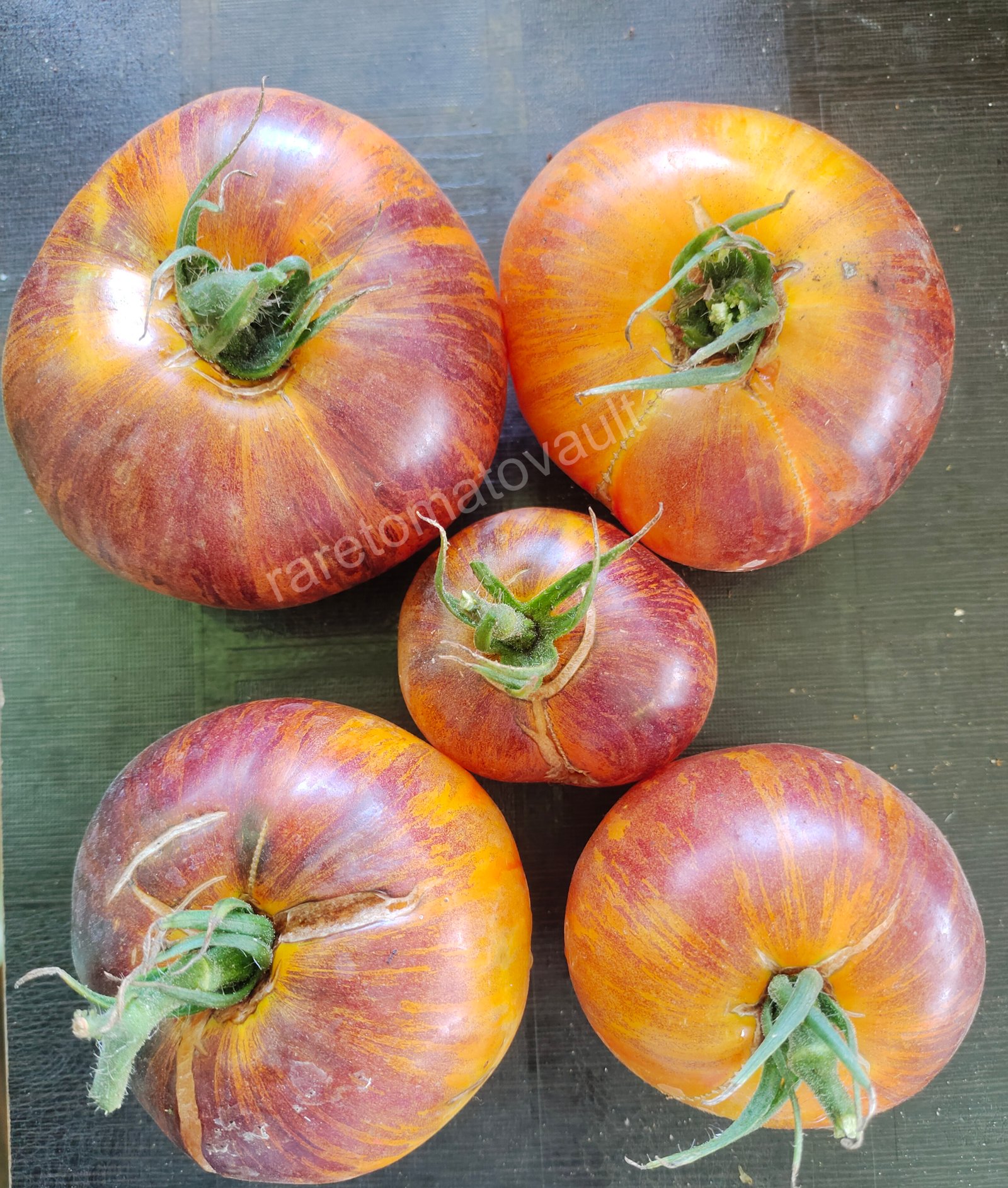 Alice Dream Tomato
