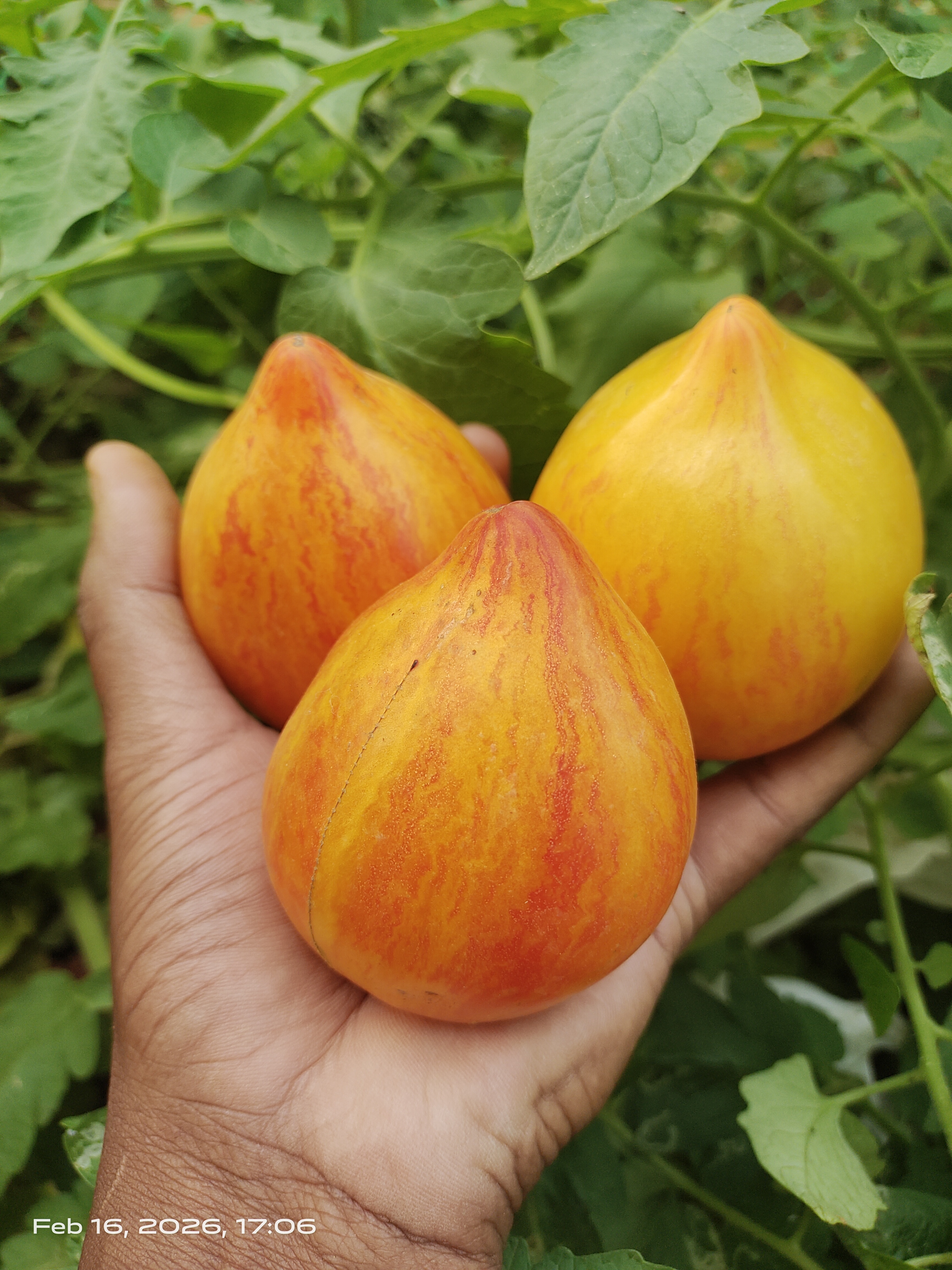 Top 10 Sofia Sakova Tomato Varieties You Must Grow in 2026