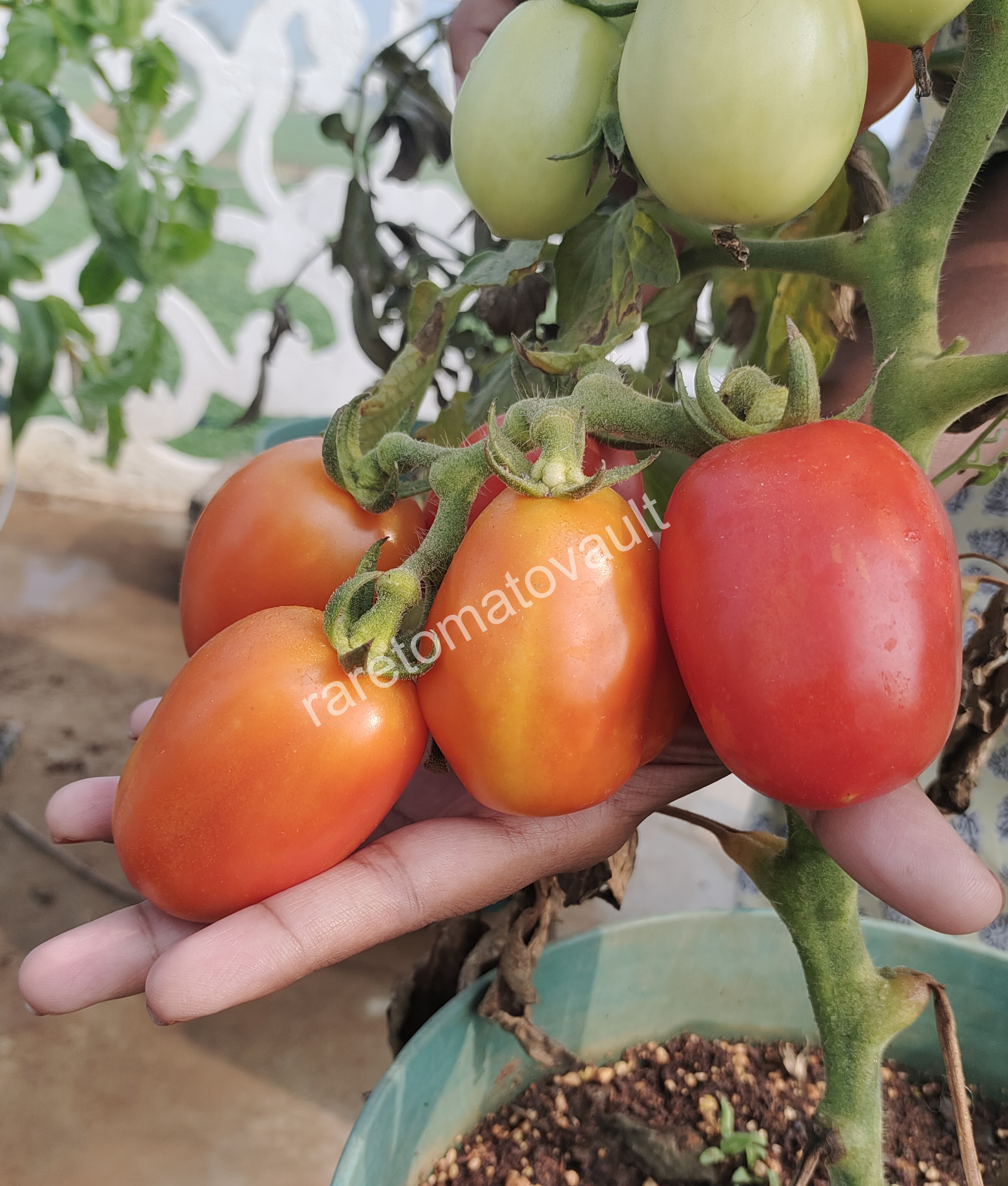 Martino Roma Tomato (Italian Heirloom)