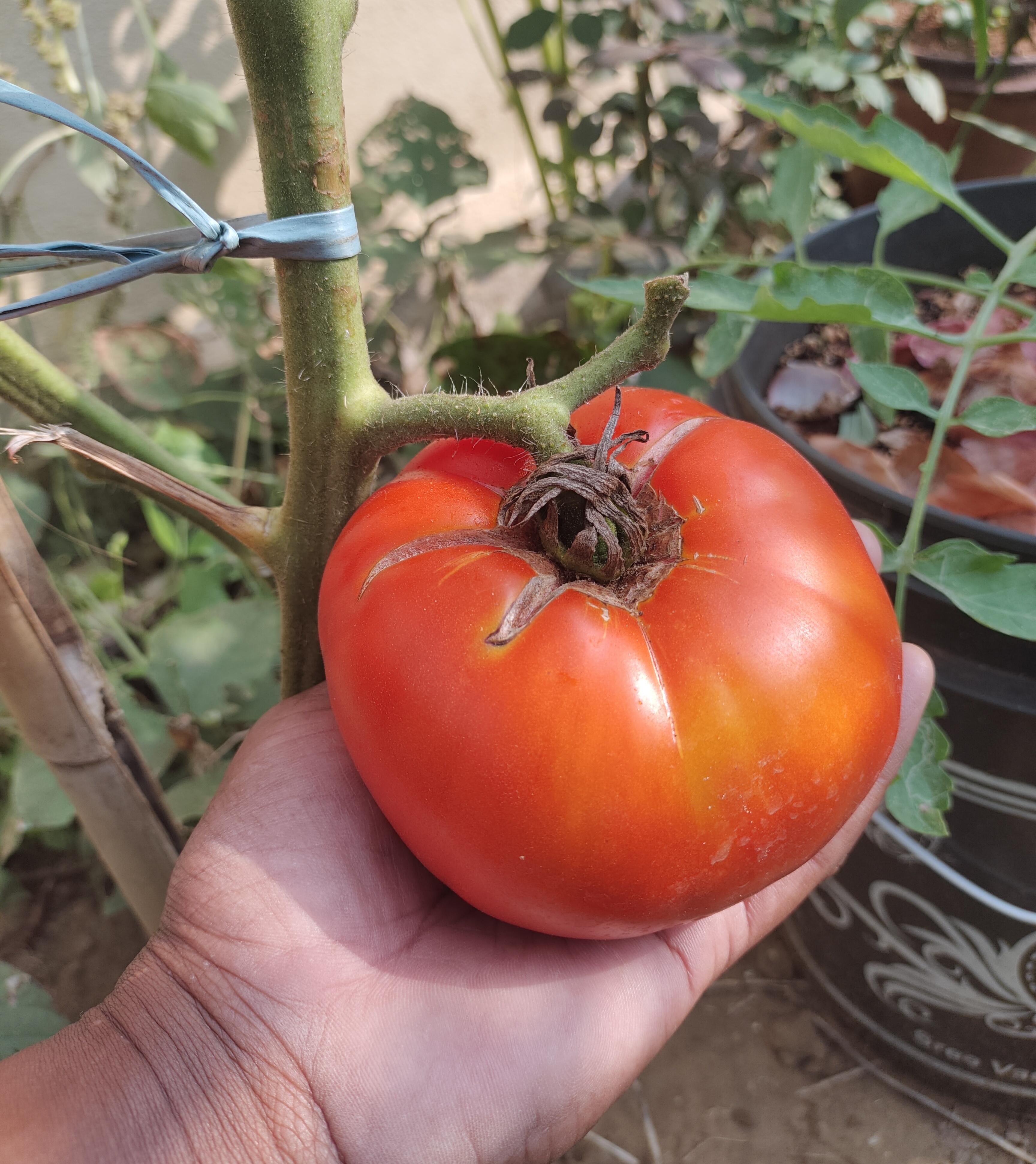 The History of Brandywine Tomato: America's Most Famous Heirloom Tomato