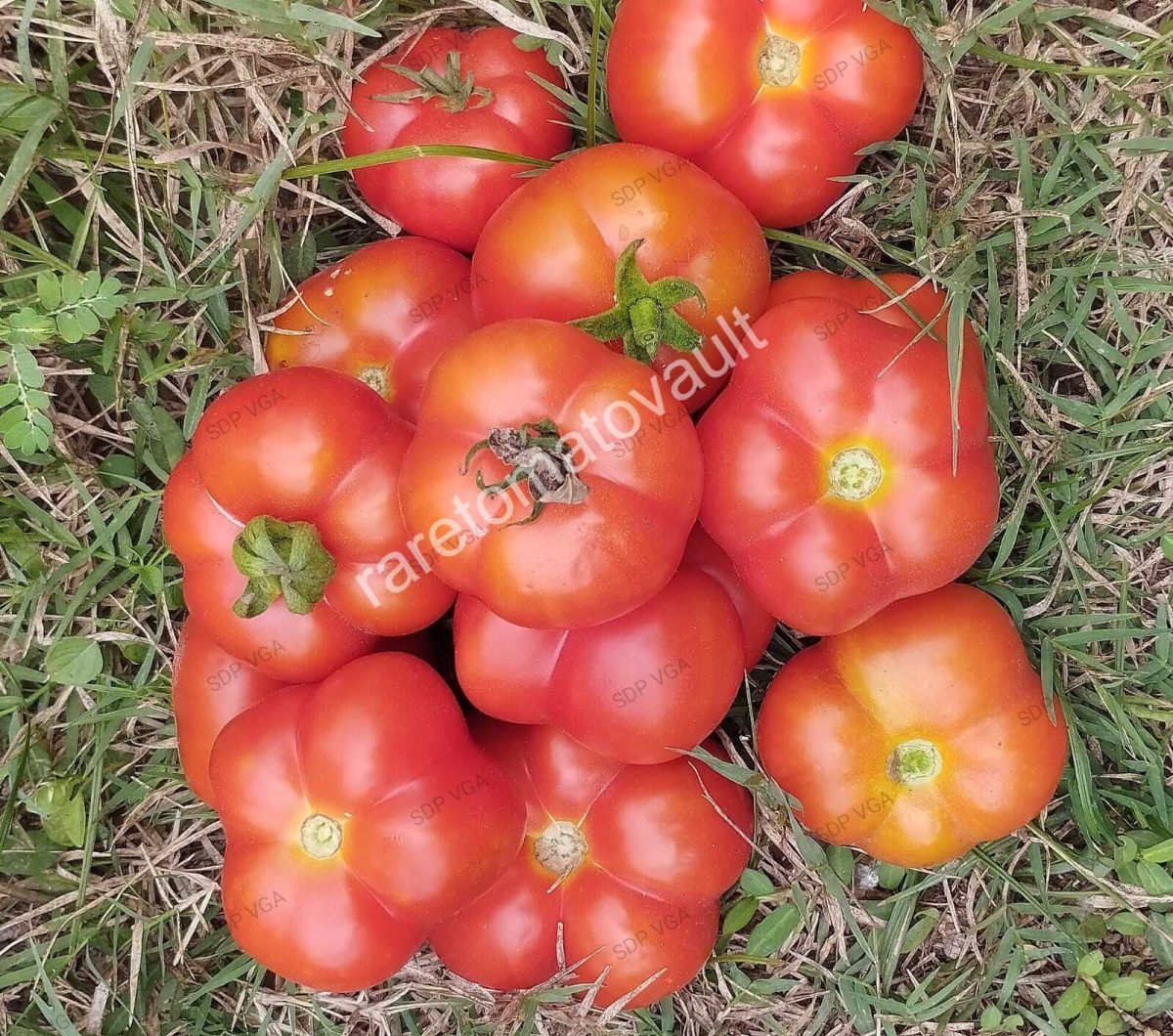 Polur Tomato