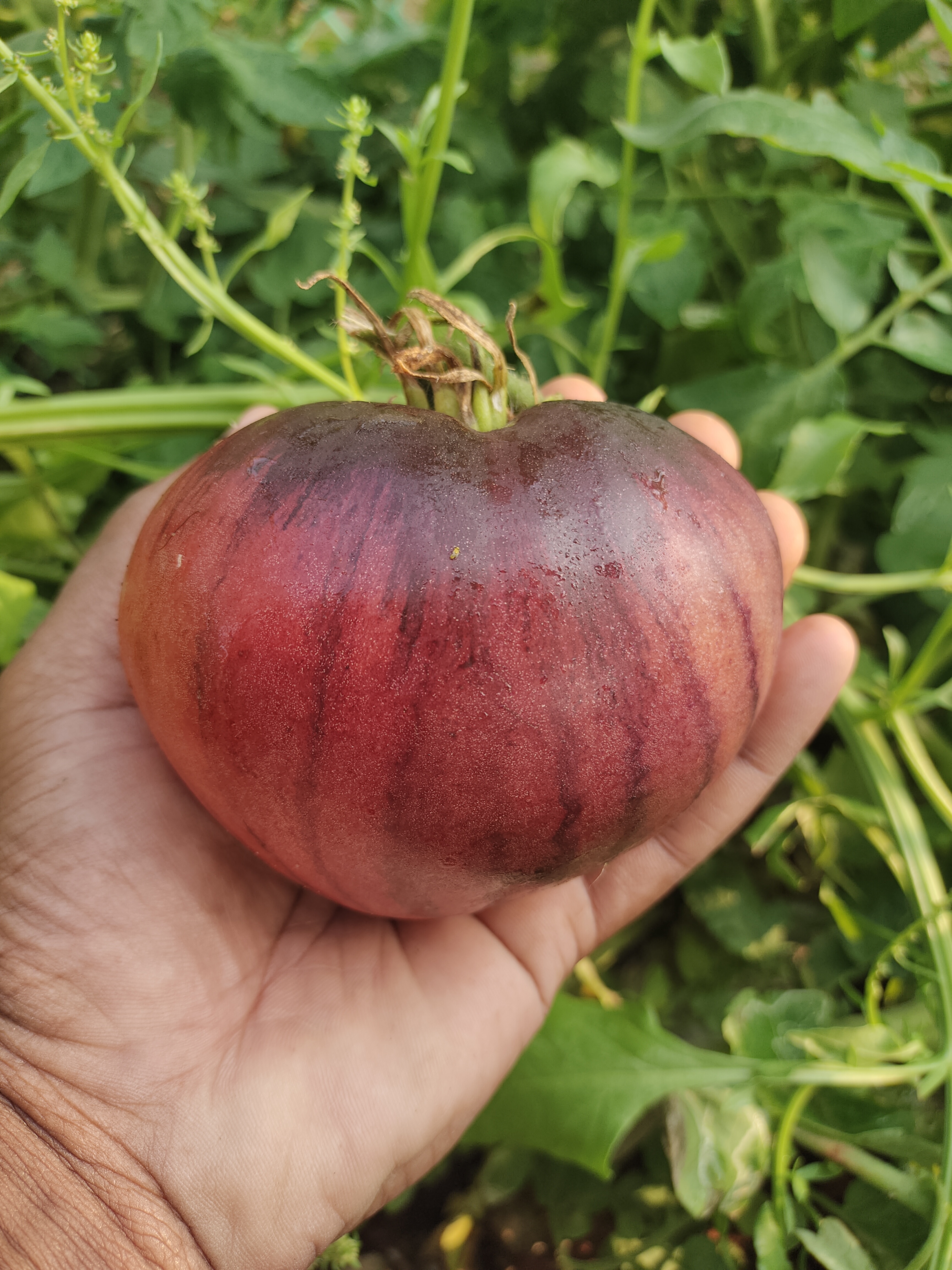 Top 10 Heirloom Tomatoes Every Gardener Should Grow