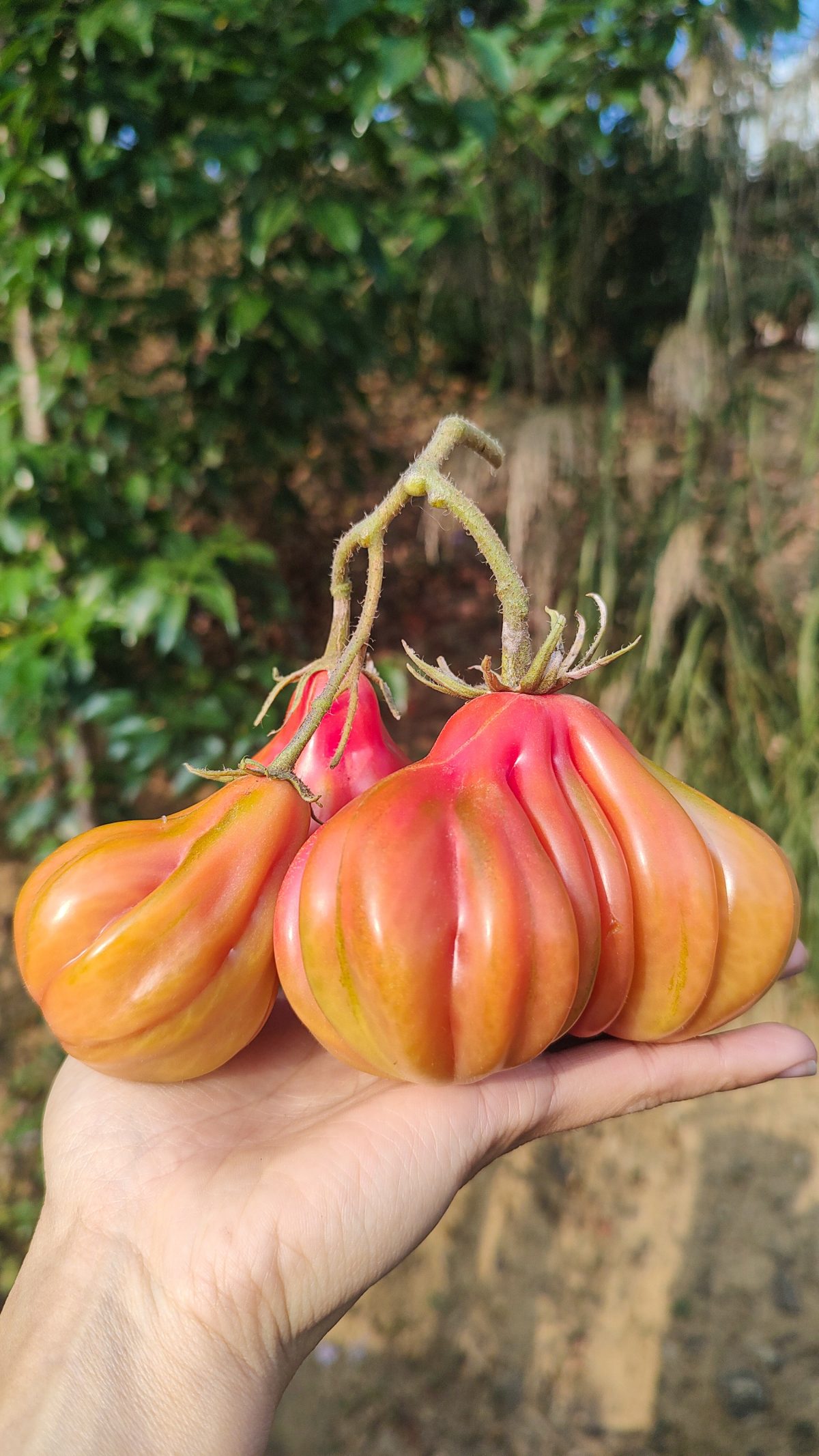 Tlacolula Pink Tomato (Mexican Heirloom)