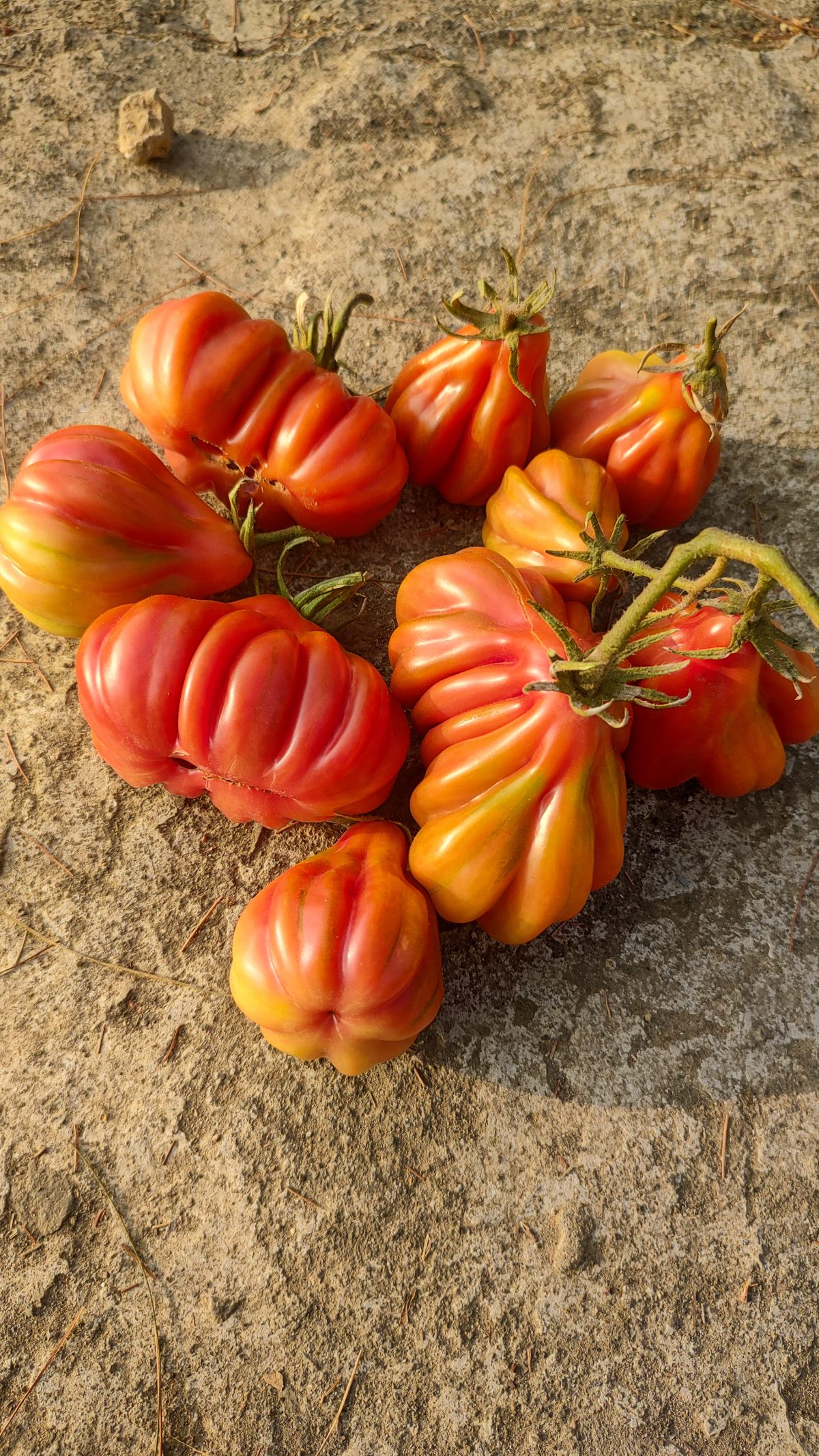 Tlacolula Pink Tomato