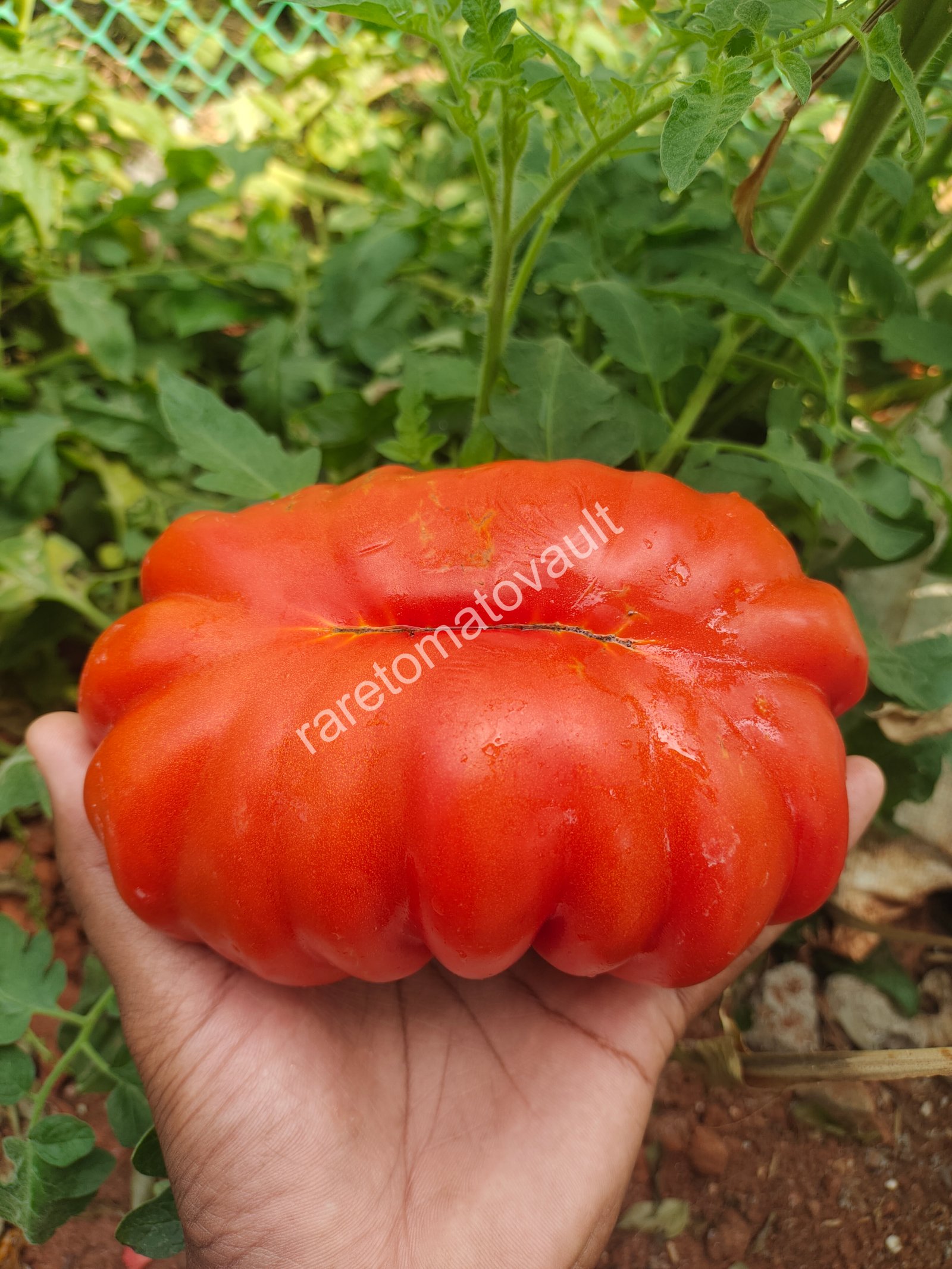 Gigante Friulano Tomato (Italy)