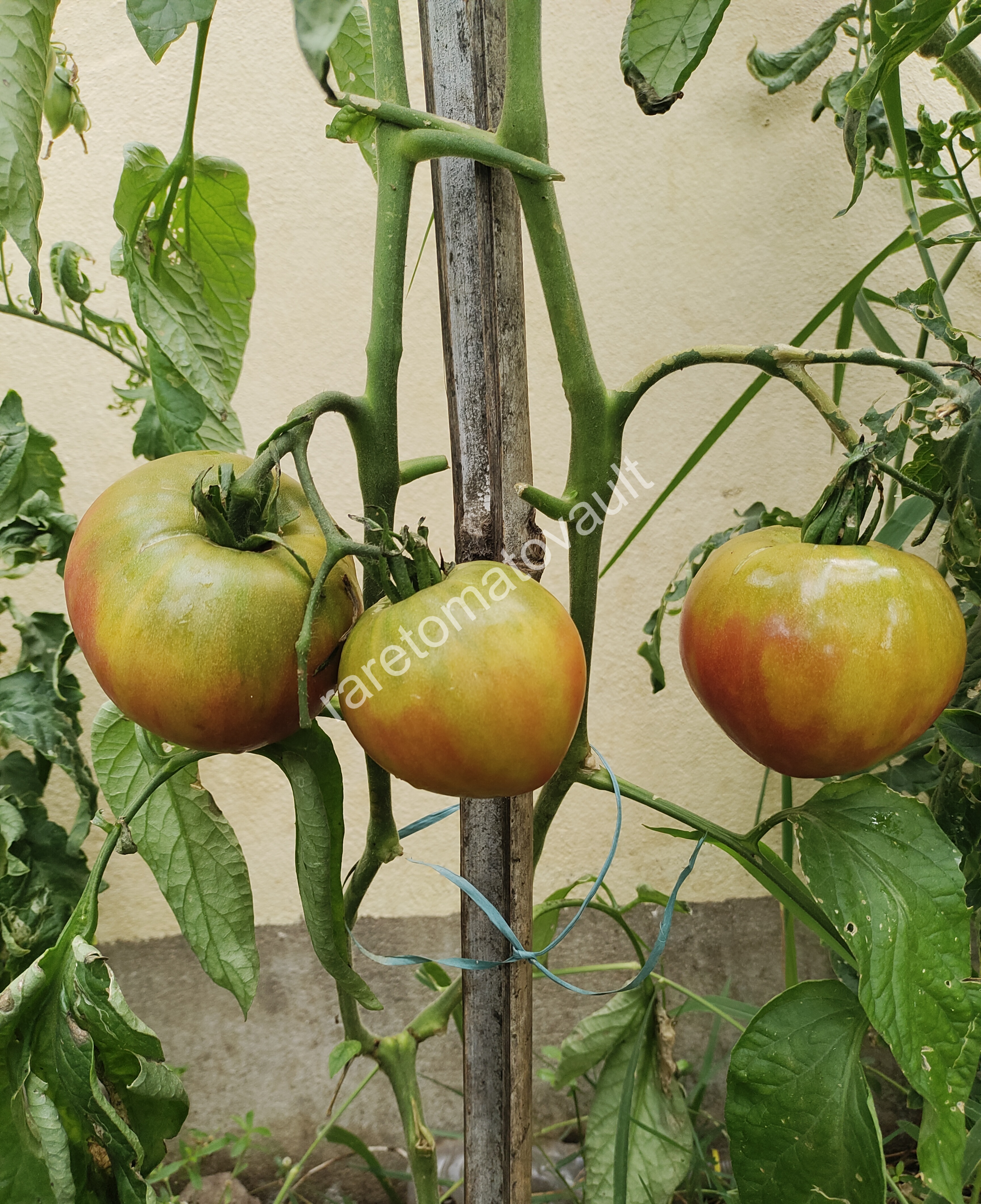 True Colors Tomato (Canada)