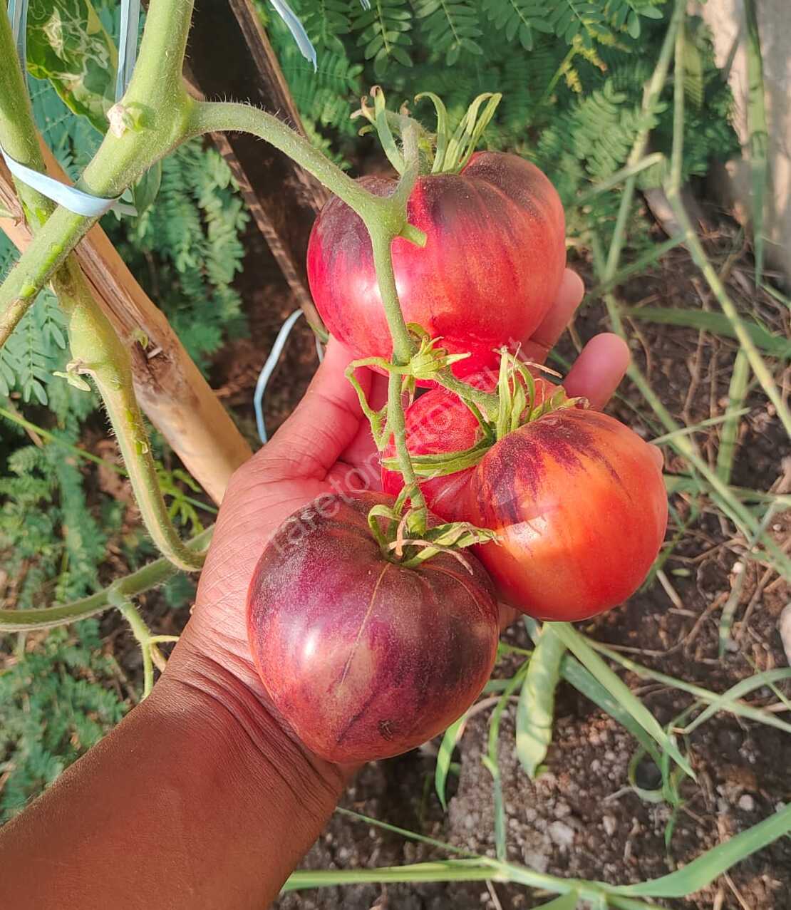 Sgt Peppers Tomato