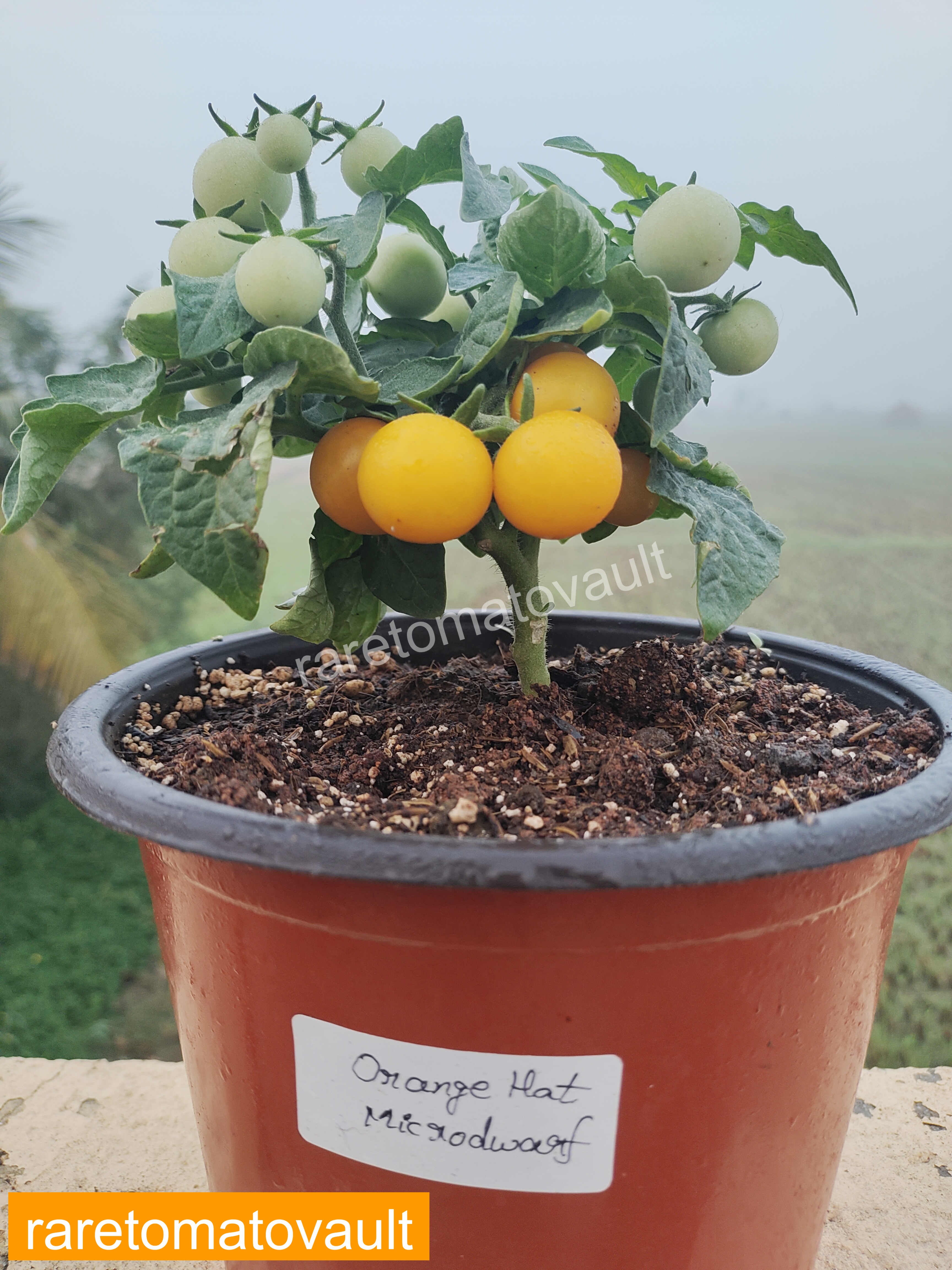 Orange Hat Micro Dwarf Tomato