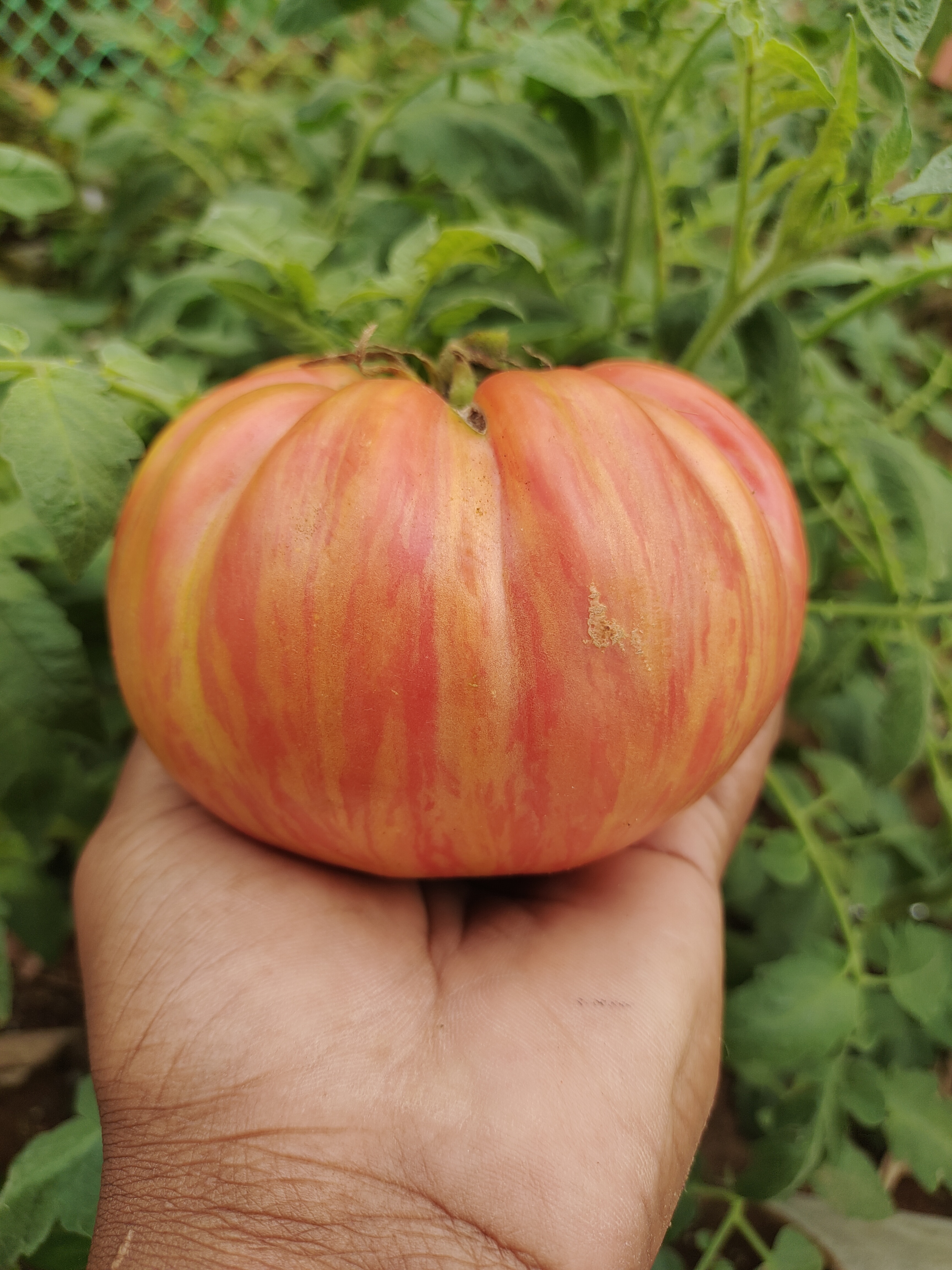 Pink Jazz Tomato (Artisan Heirloom)