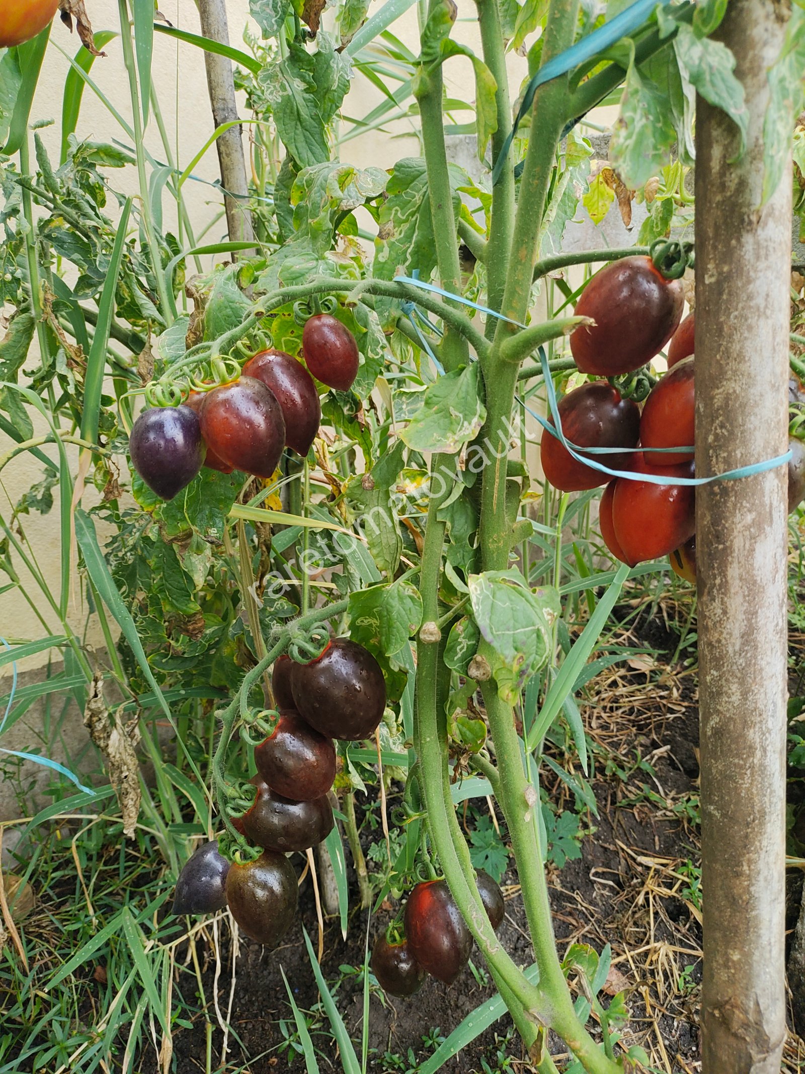 Blue Marzano Tomato (Naples, Italy)