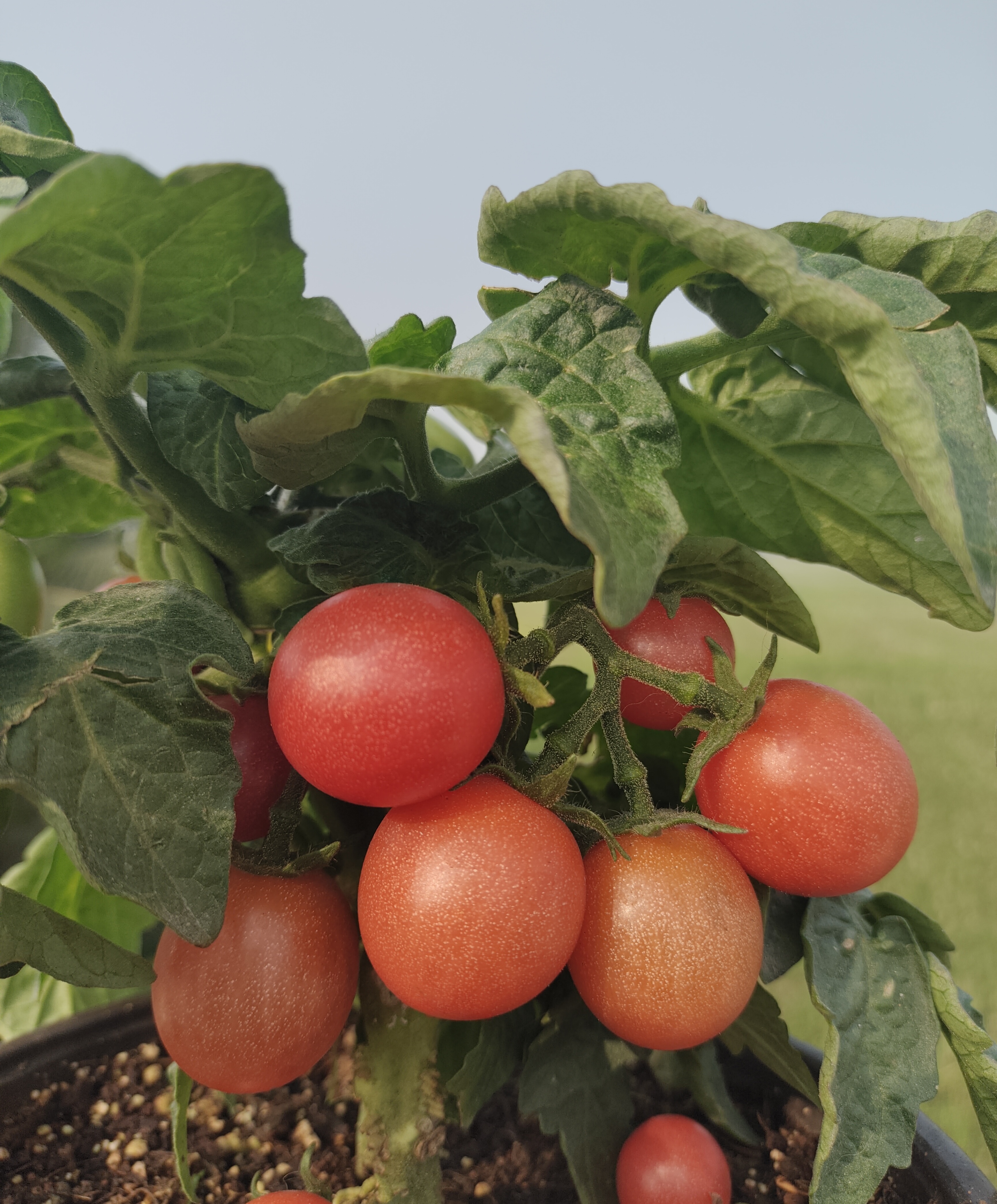 Rosy Finch Micro Dwarf Tomato