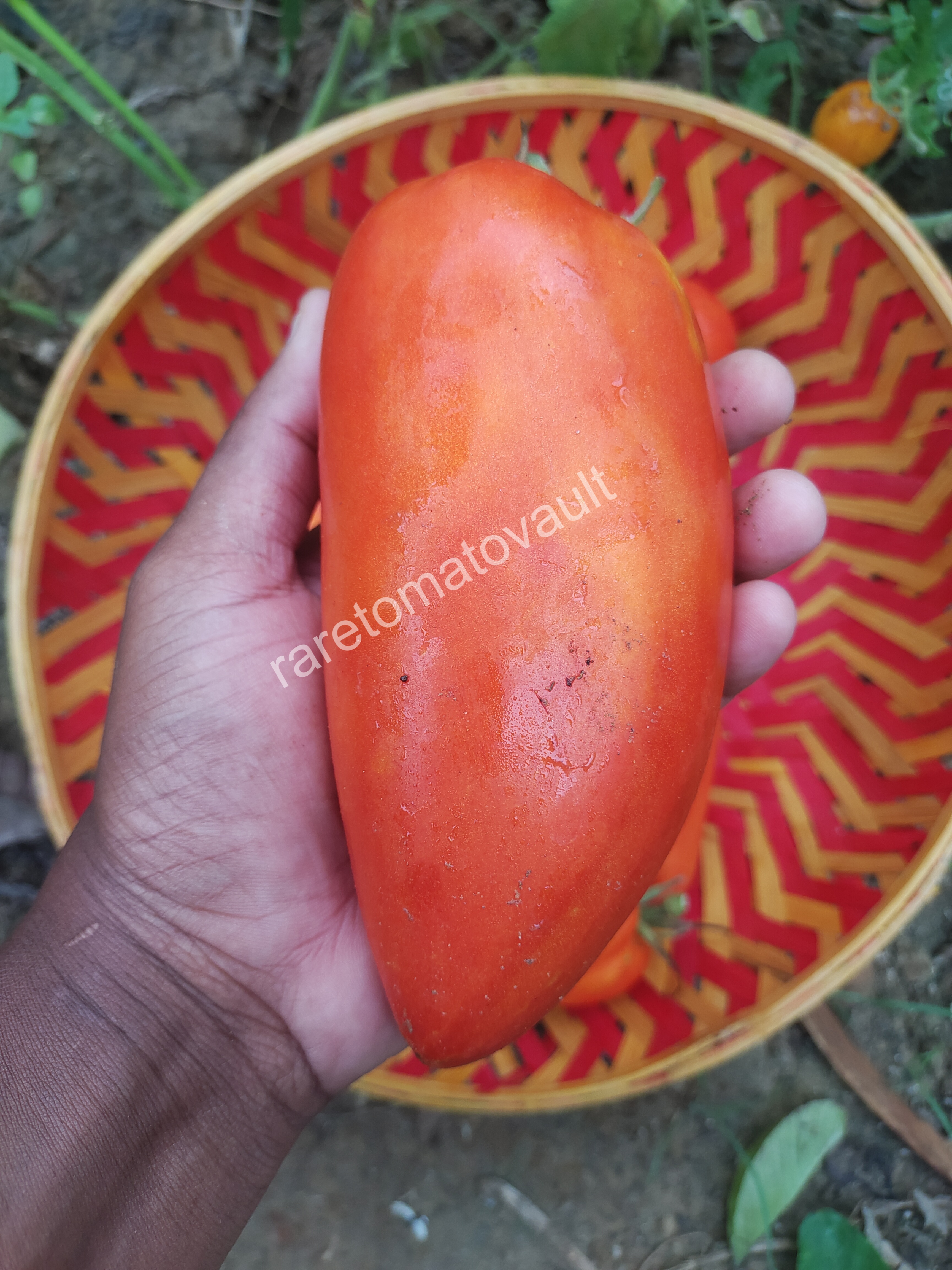San Marzano Redorta Tomato (Italy)