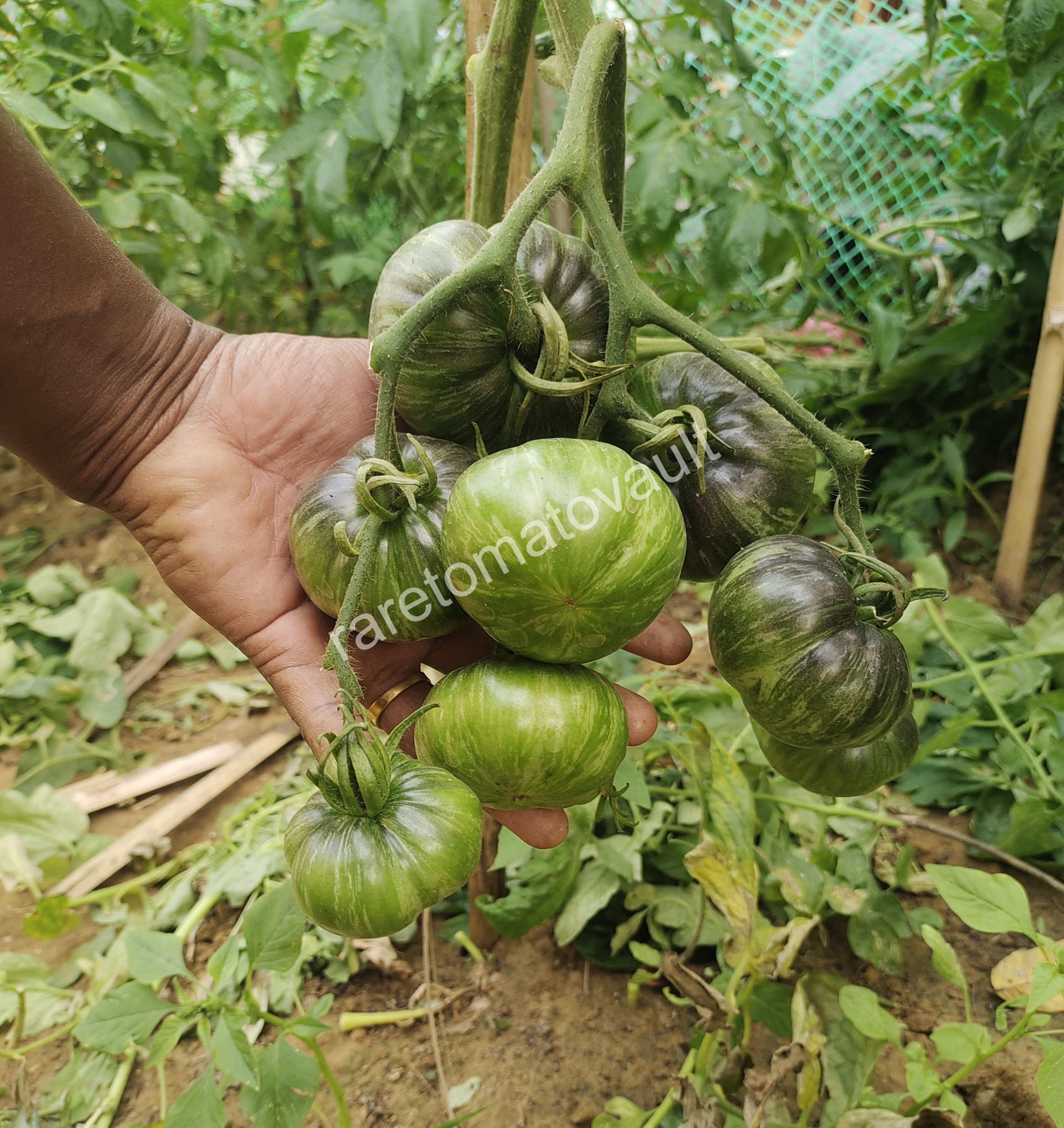 Red Beauty Tomato (Wild Boar Farms, USA)
