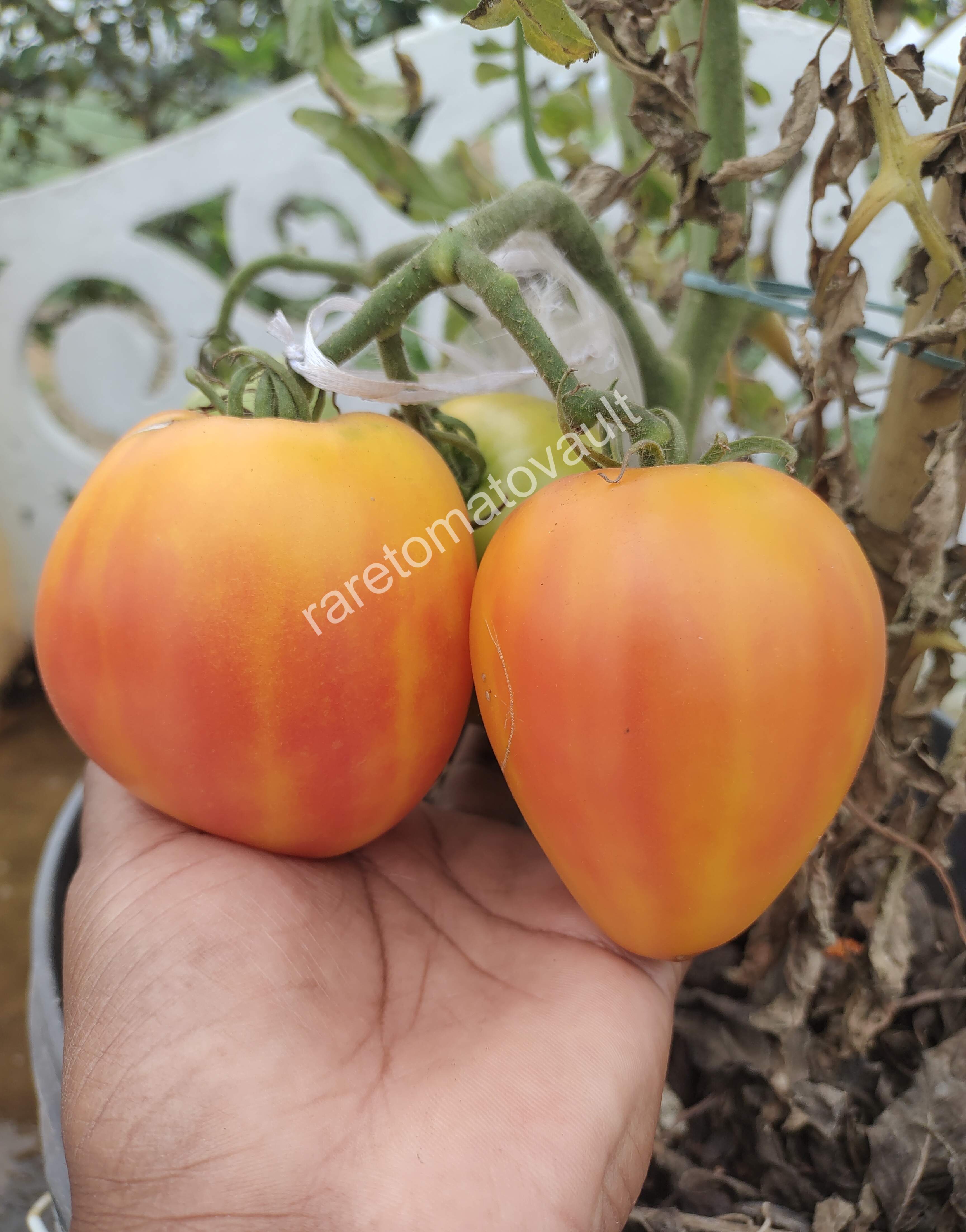 Sofia's Orange Mango (Russia)