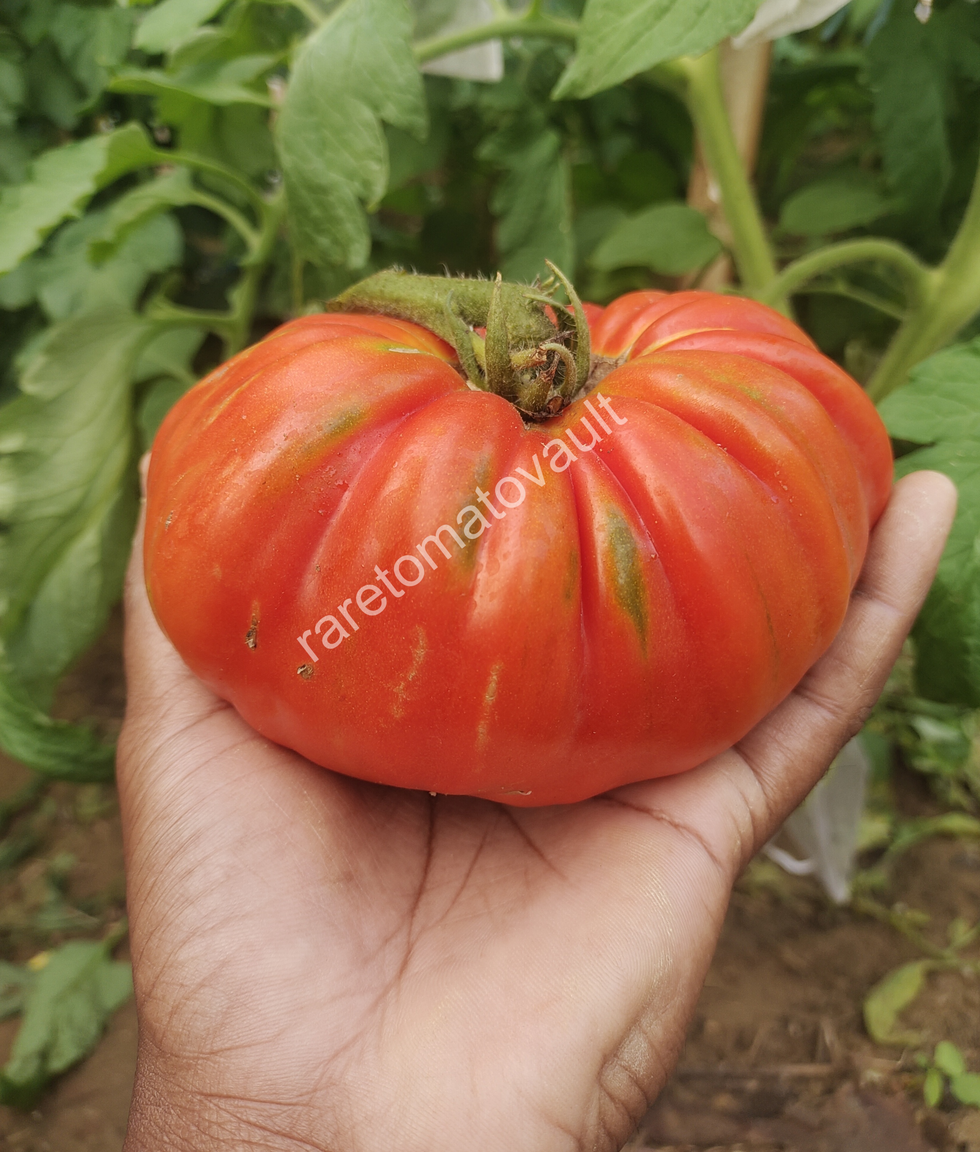 Ricco Di Parma Tomato (Italian Heirloom)