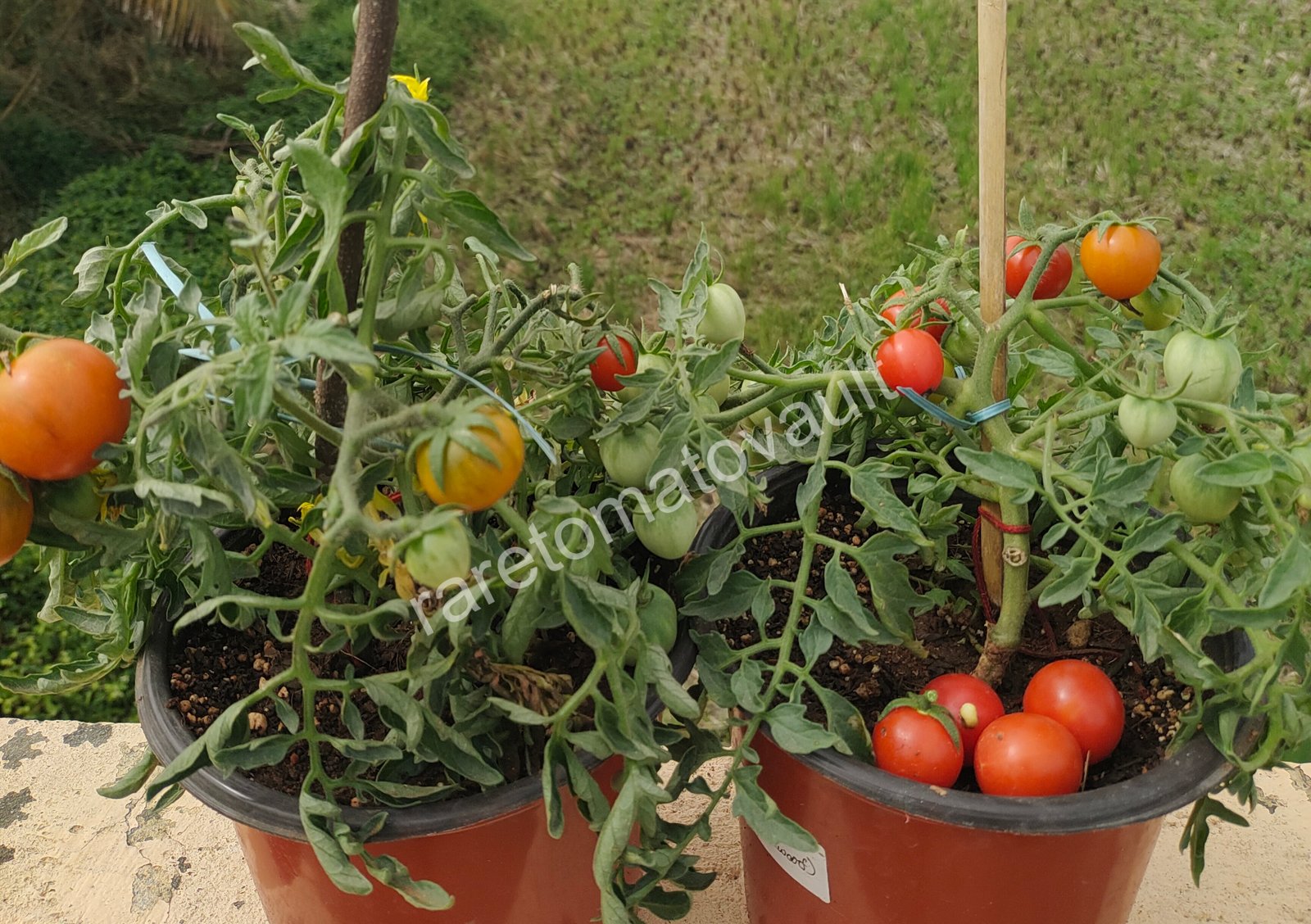 Carrot Mini Micro Dwarf Tomato