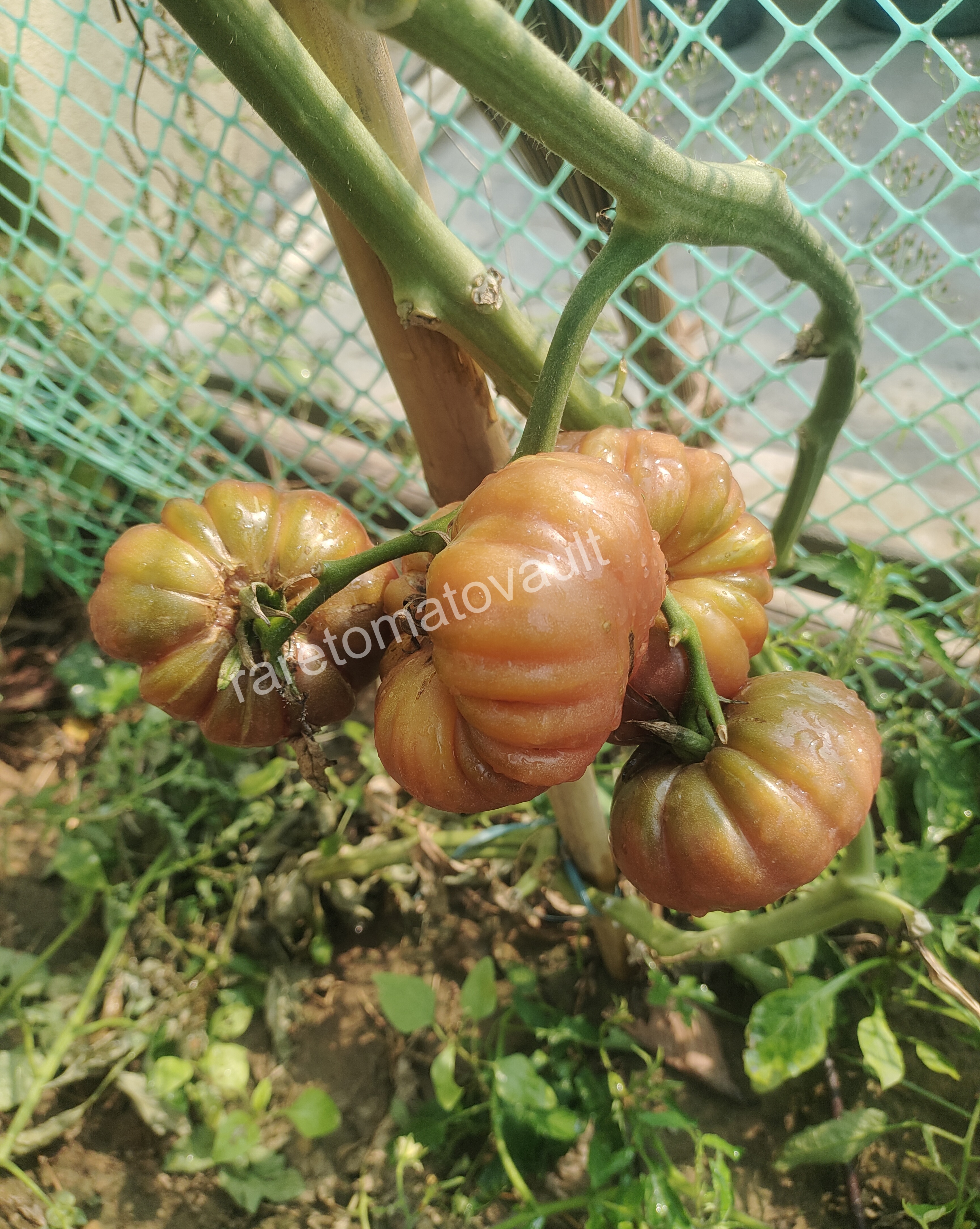 Tims Black Ruffles Tomato (USA Heirloom)