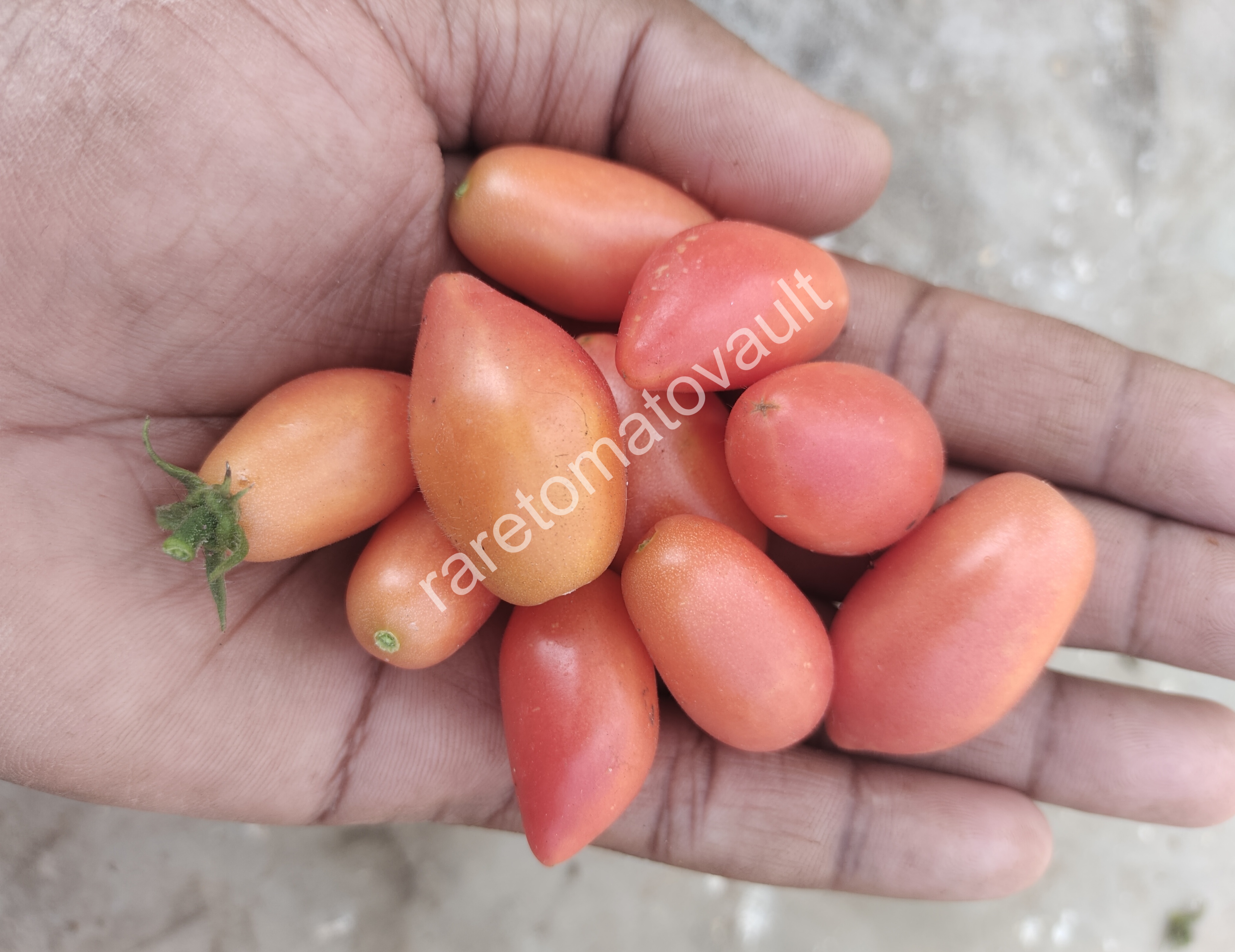 Plumbrella Rosa Micro Dwarf Tomato