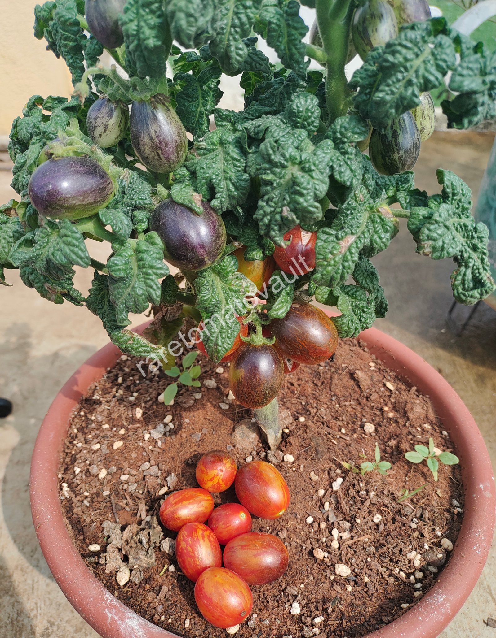 Curly Fire Micro Dwarf Tomato