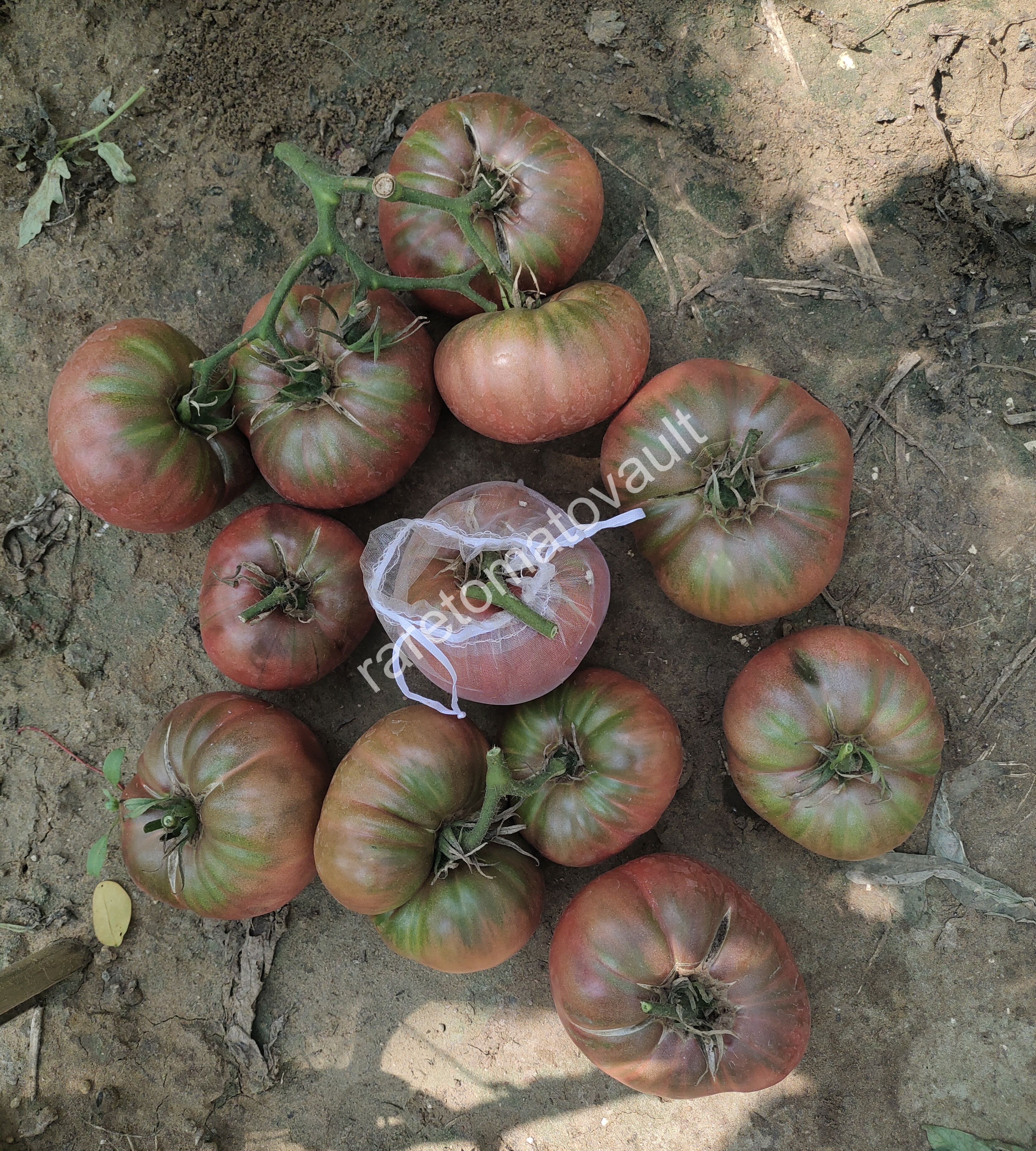 One Trick Pony Tomato (Canada)
