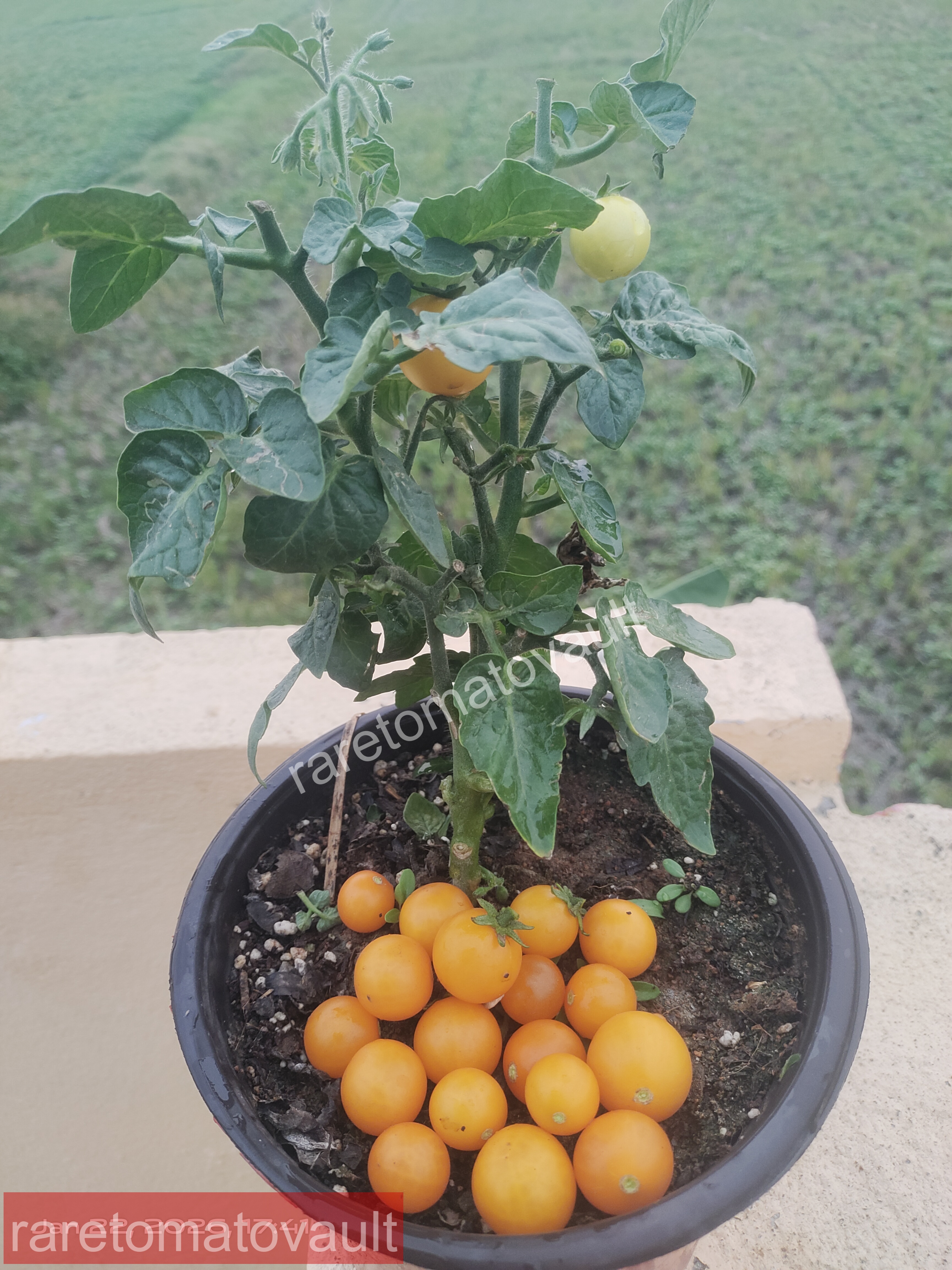 Pinocchio Orange Micro Dwarf Tomato