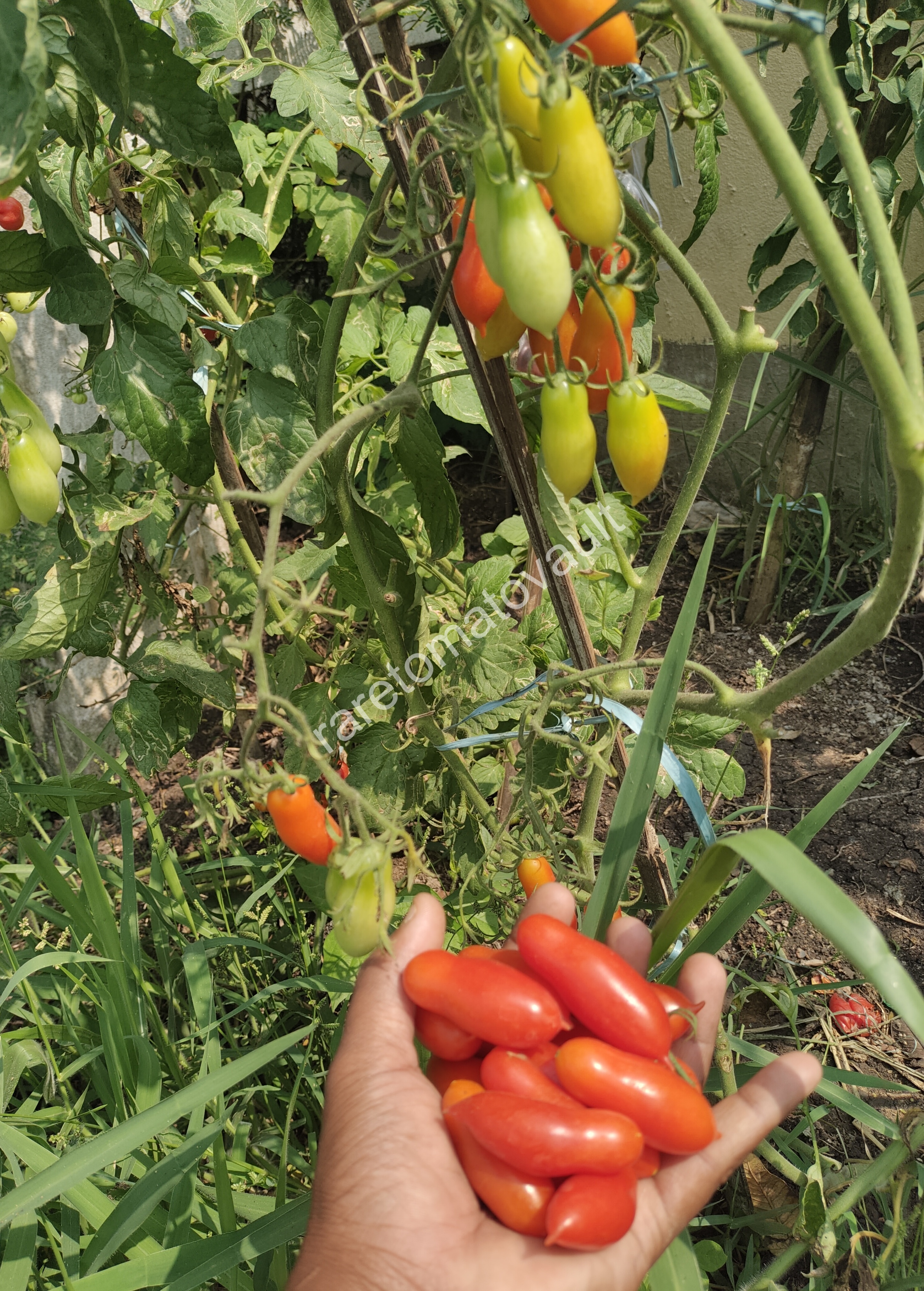 Pelino-2014 Tomato
