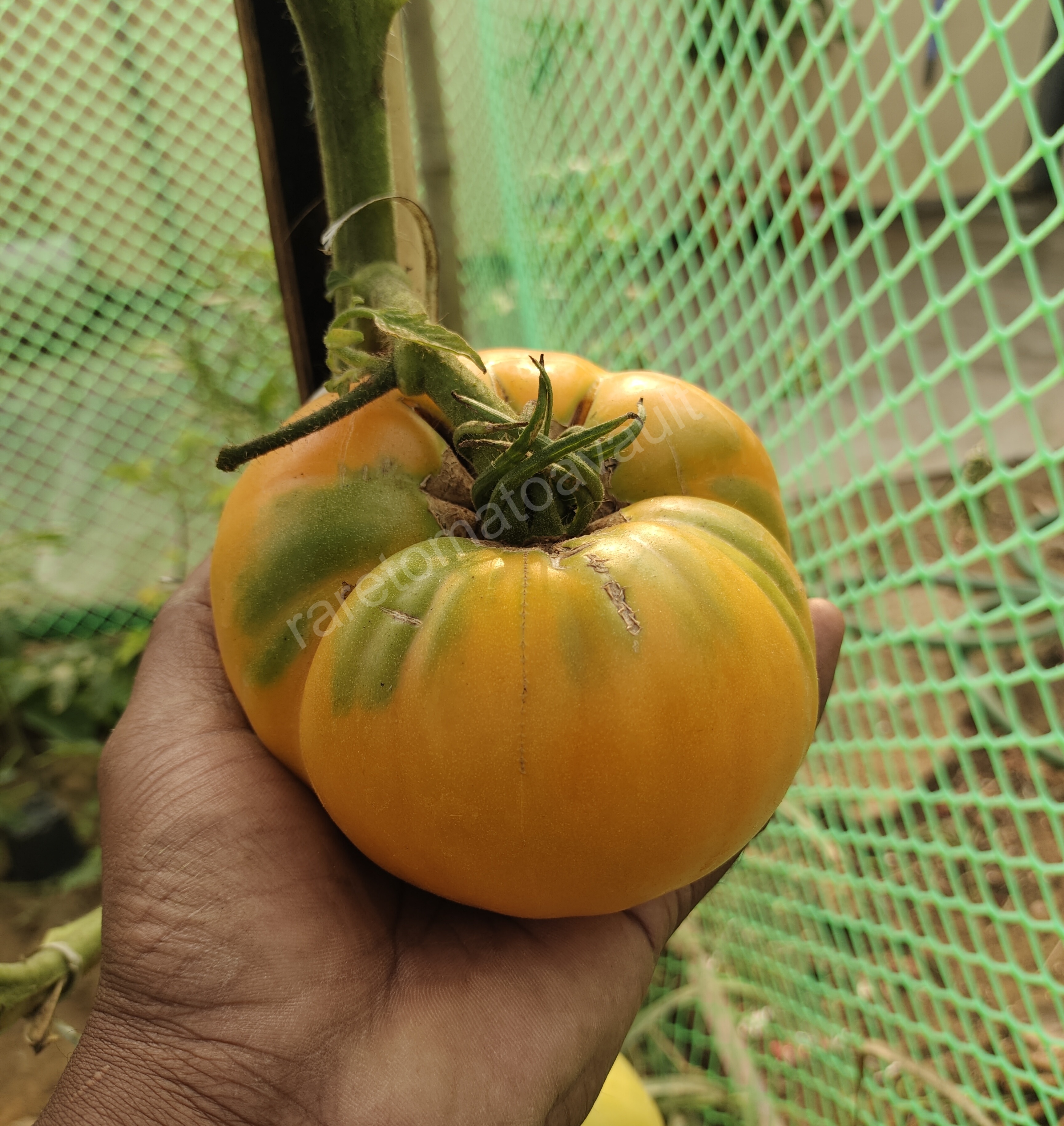 Kellogs breakfast Tomato (West Virginia Heirloom)