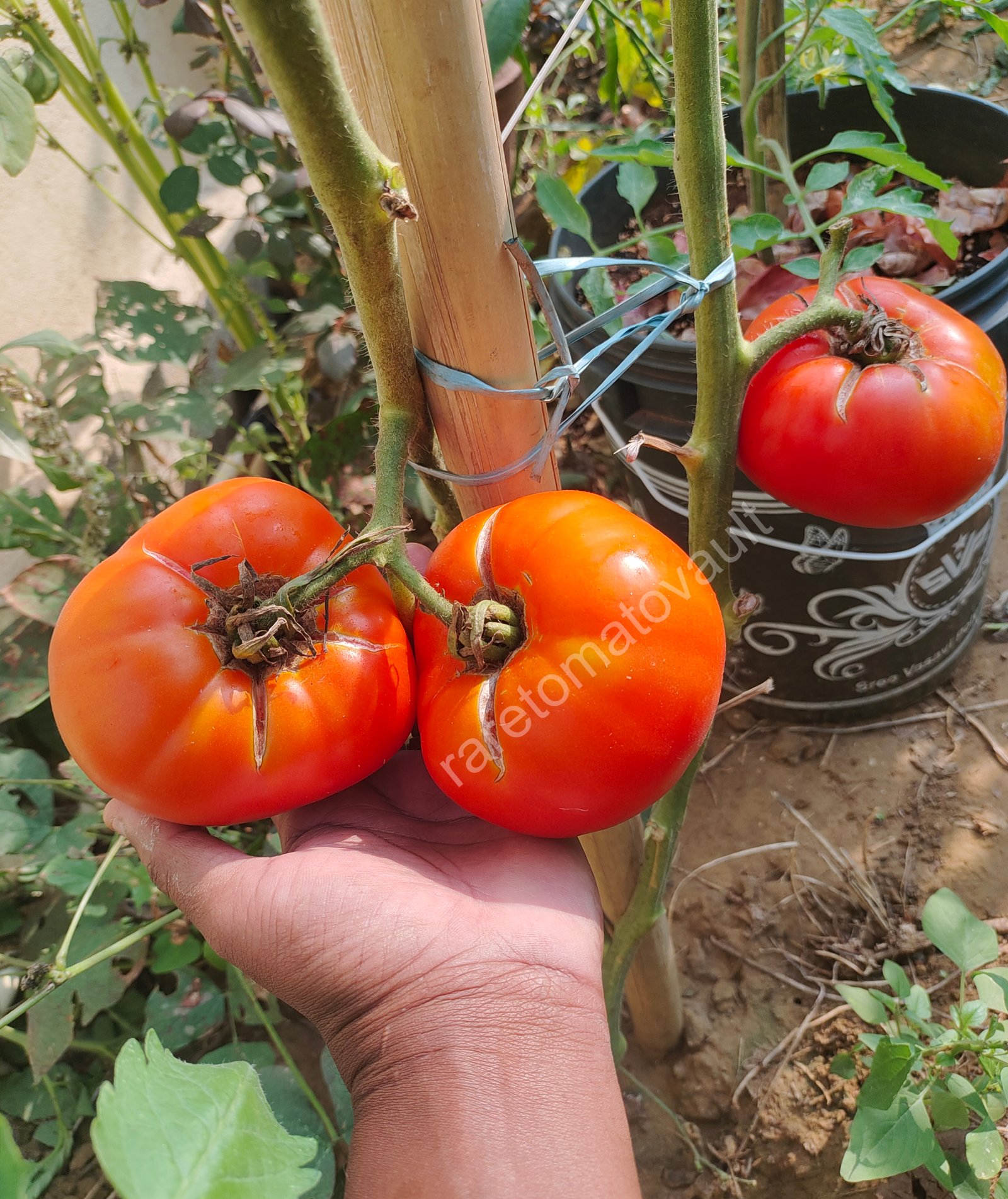 Brandywine OTV Tomato (Classic Heirloom)