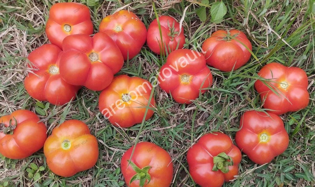 Polur Tomato