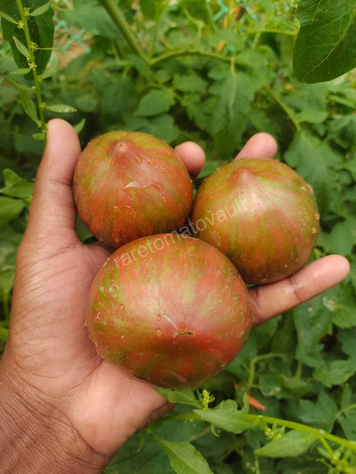 Rebel Starfighter Prime Heirloom Tomato