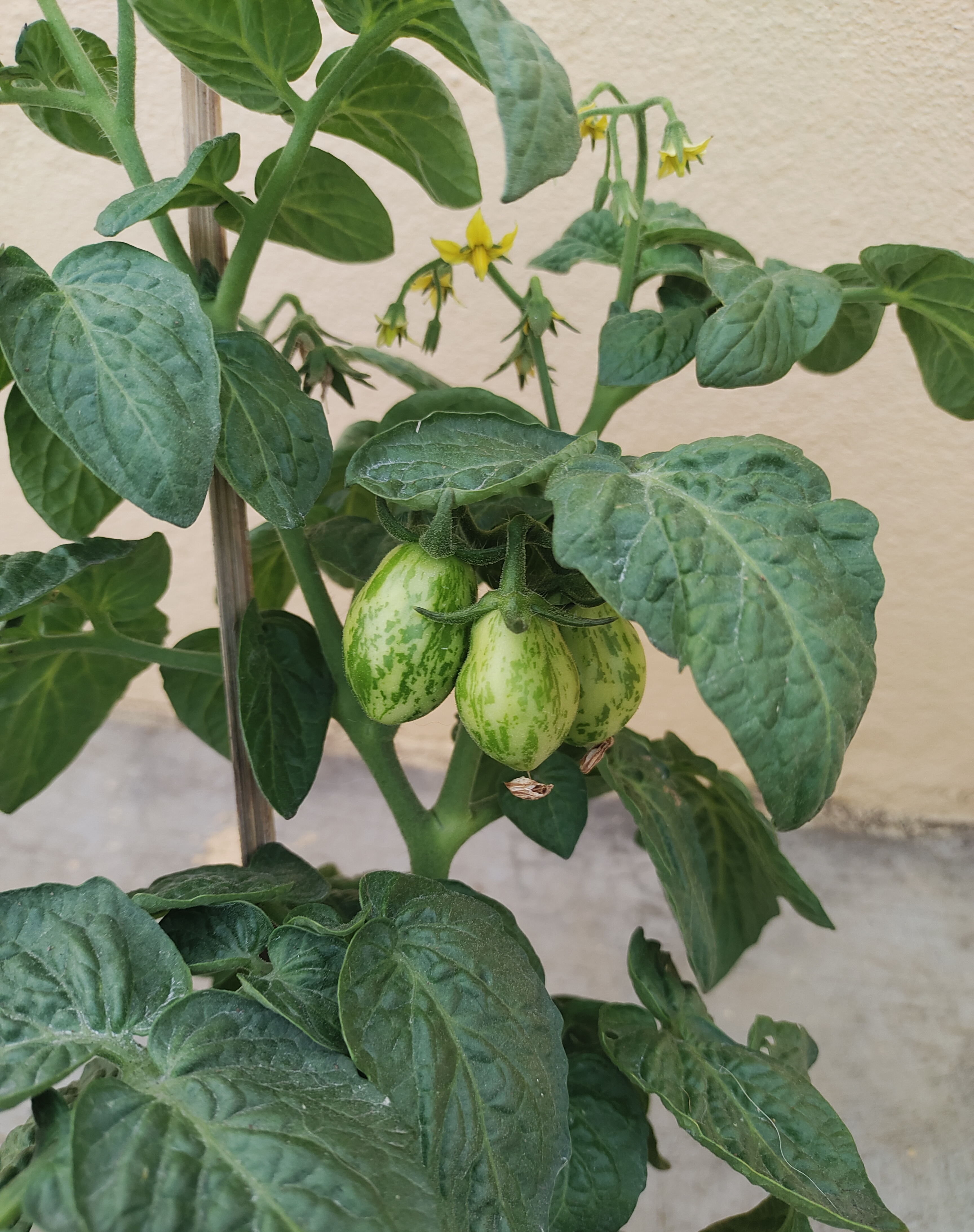 Nepas 10 Bush Variety Tomato