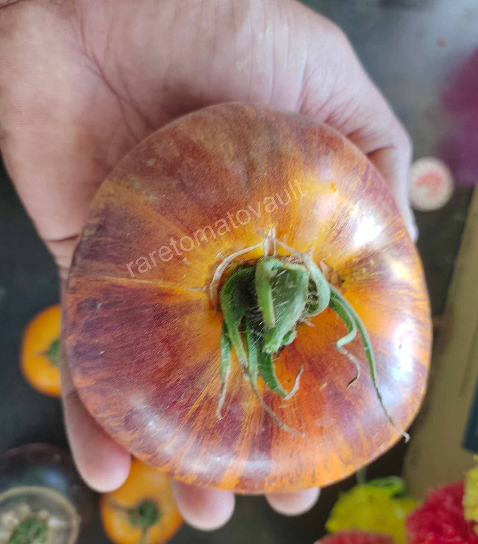 Alice Dream Tomato