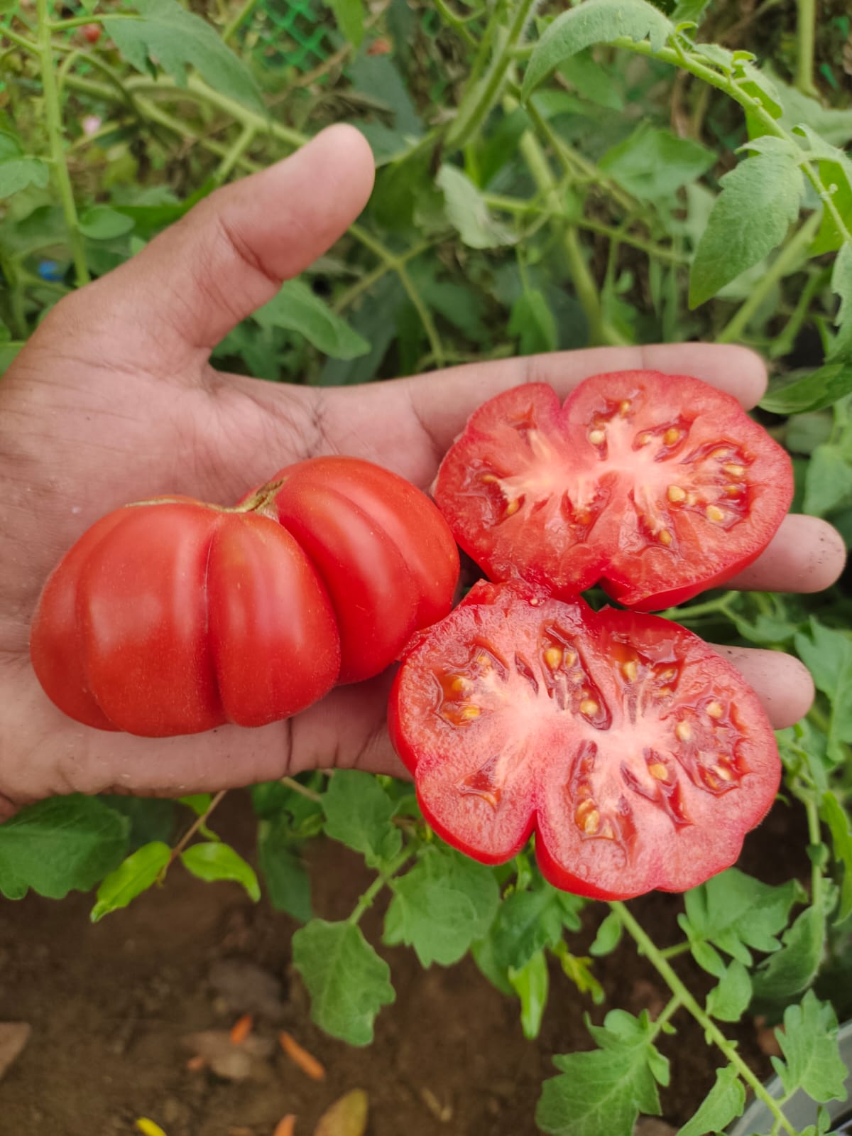 Zapotec (Mexican Heirloom)