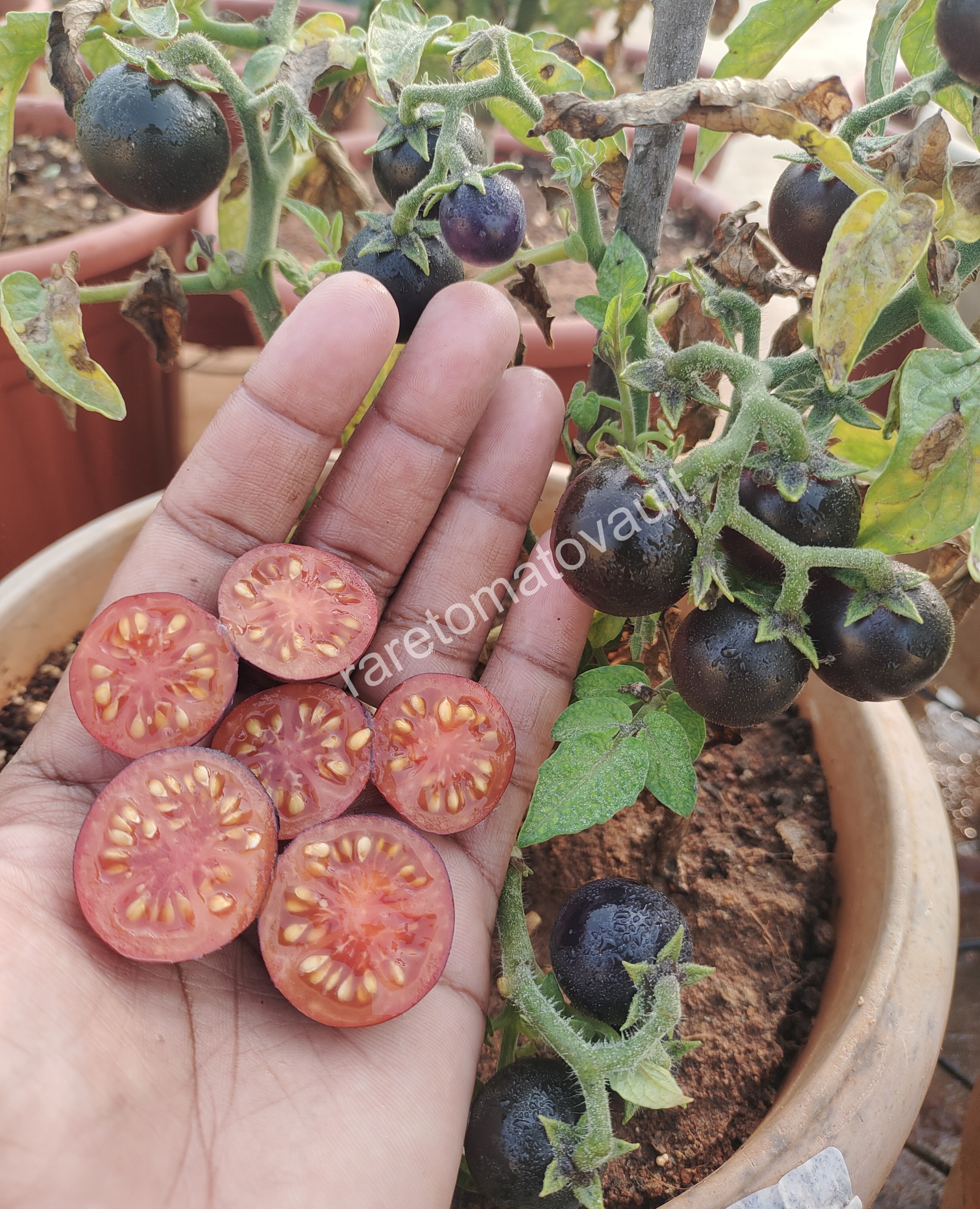 Inkspot Micro Dwarf Tomato