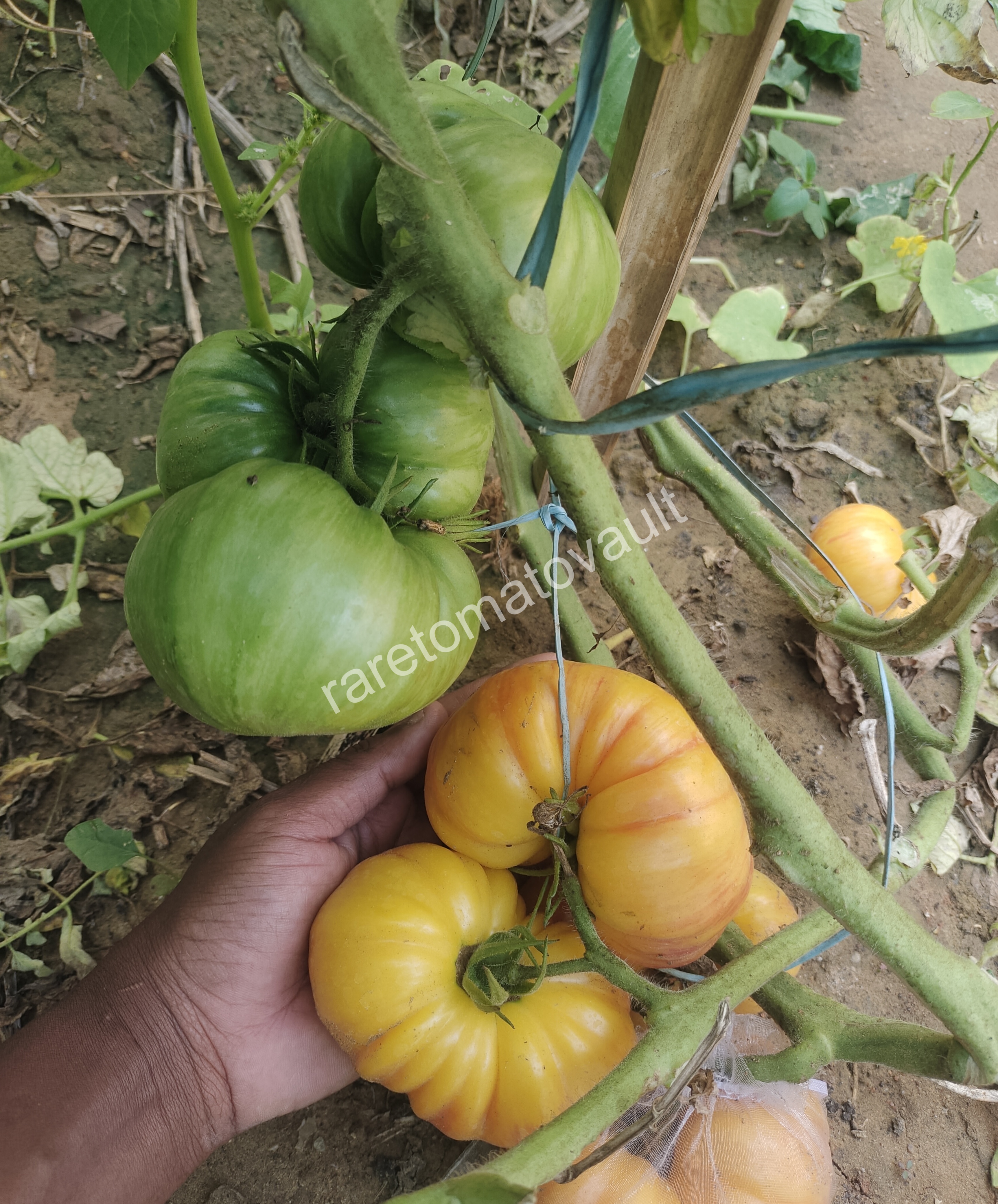 Lithium Sunset Tomato (USA Heirloom)