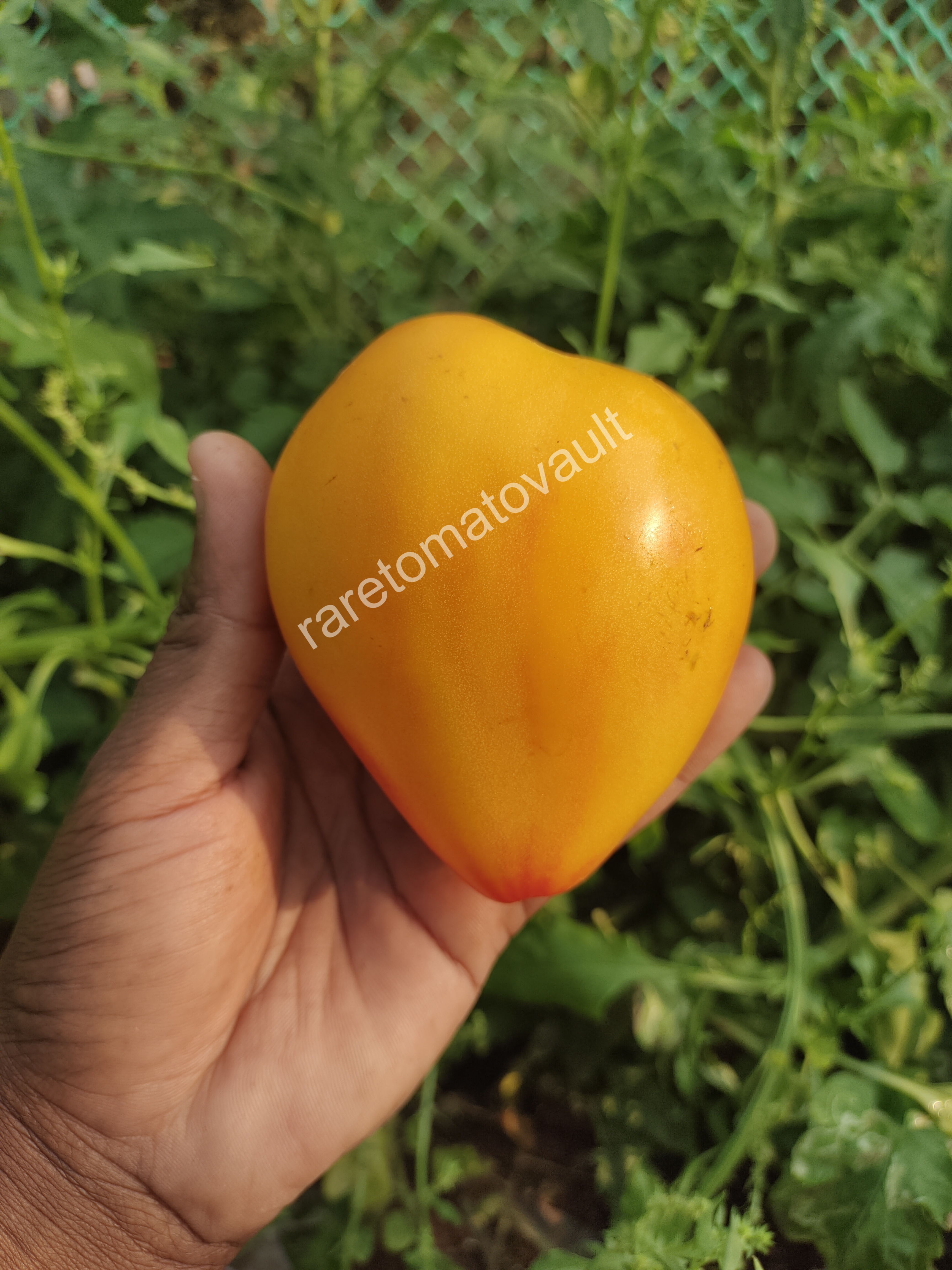 Sofia's Orange Mango (Russia)