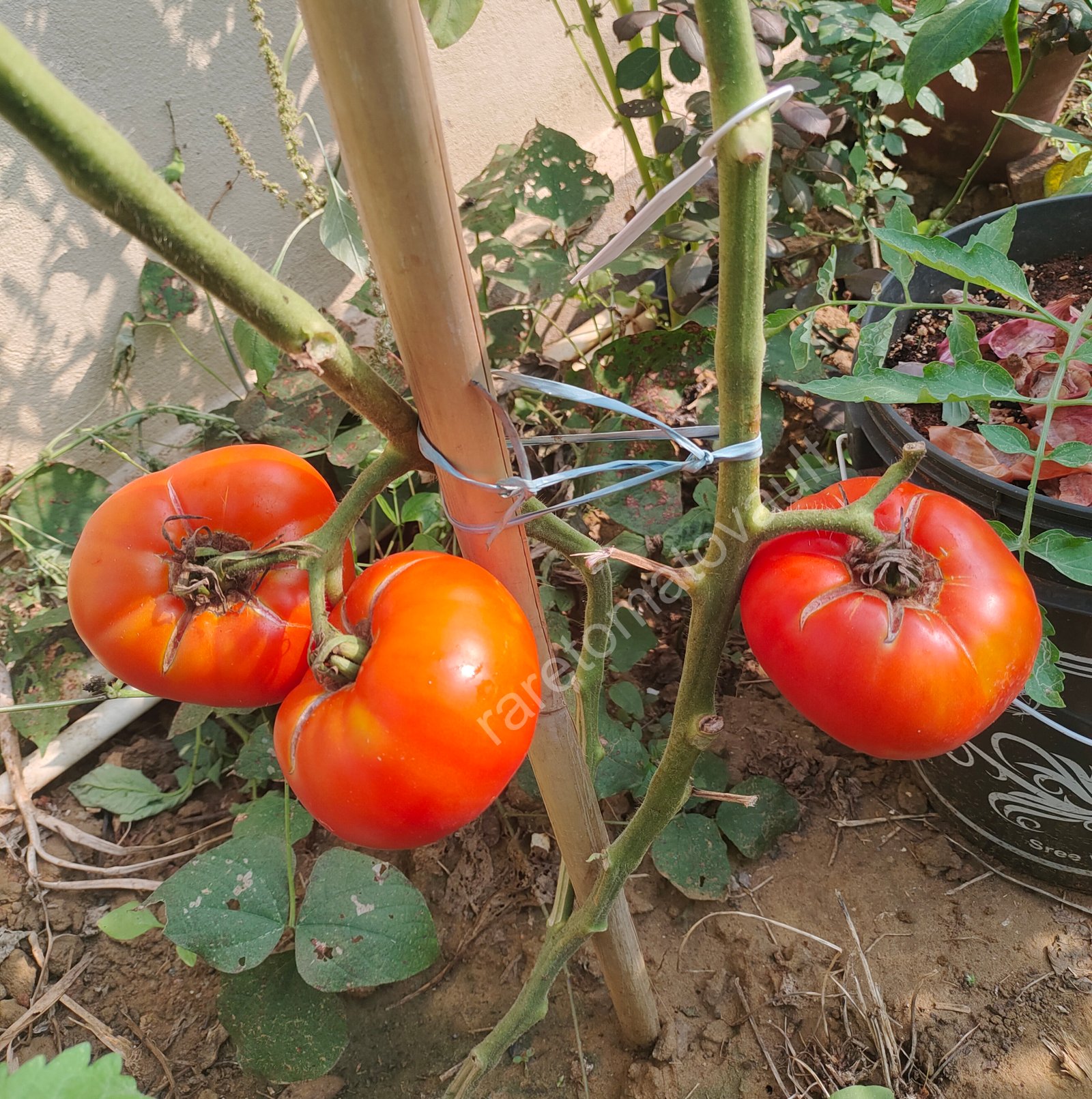 Brandywine OTV Tomato (Classic Heirloom)