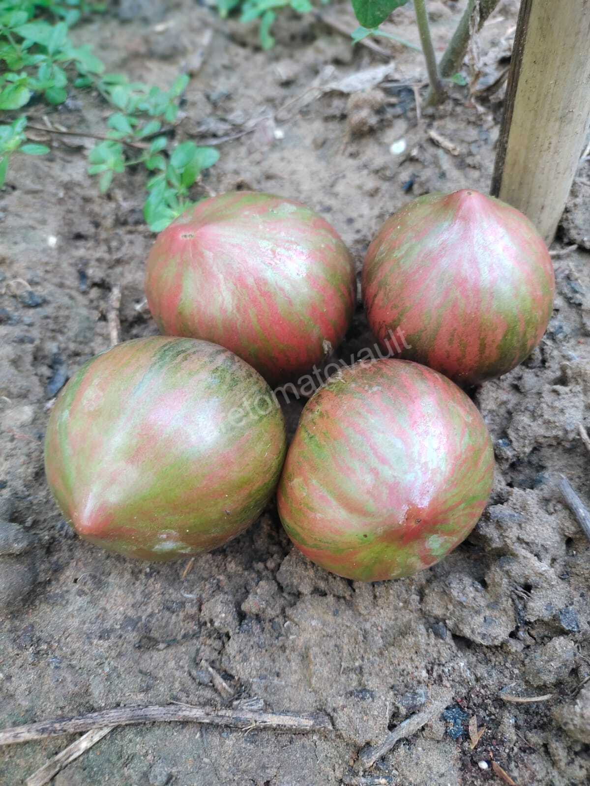 Rebel Starfighter Prime Heirloom Tomato