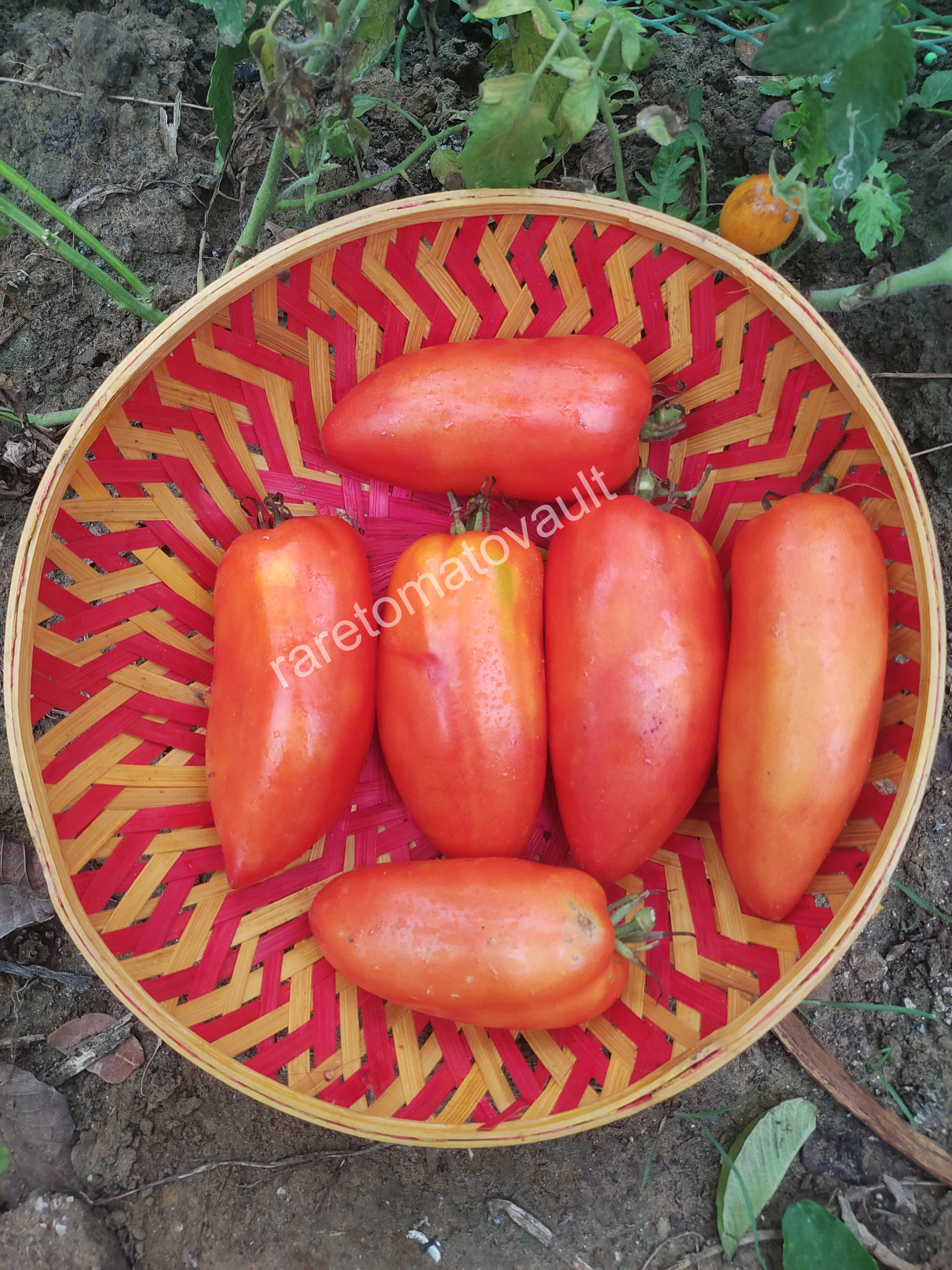 San Marzano Redorta Tomato (Italy)