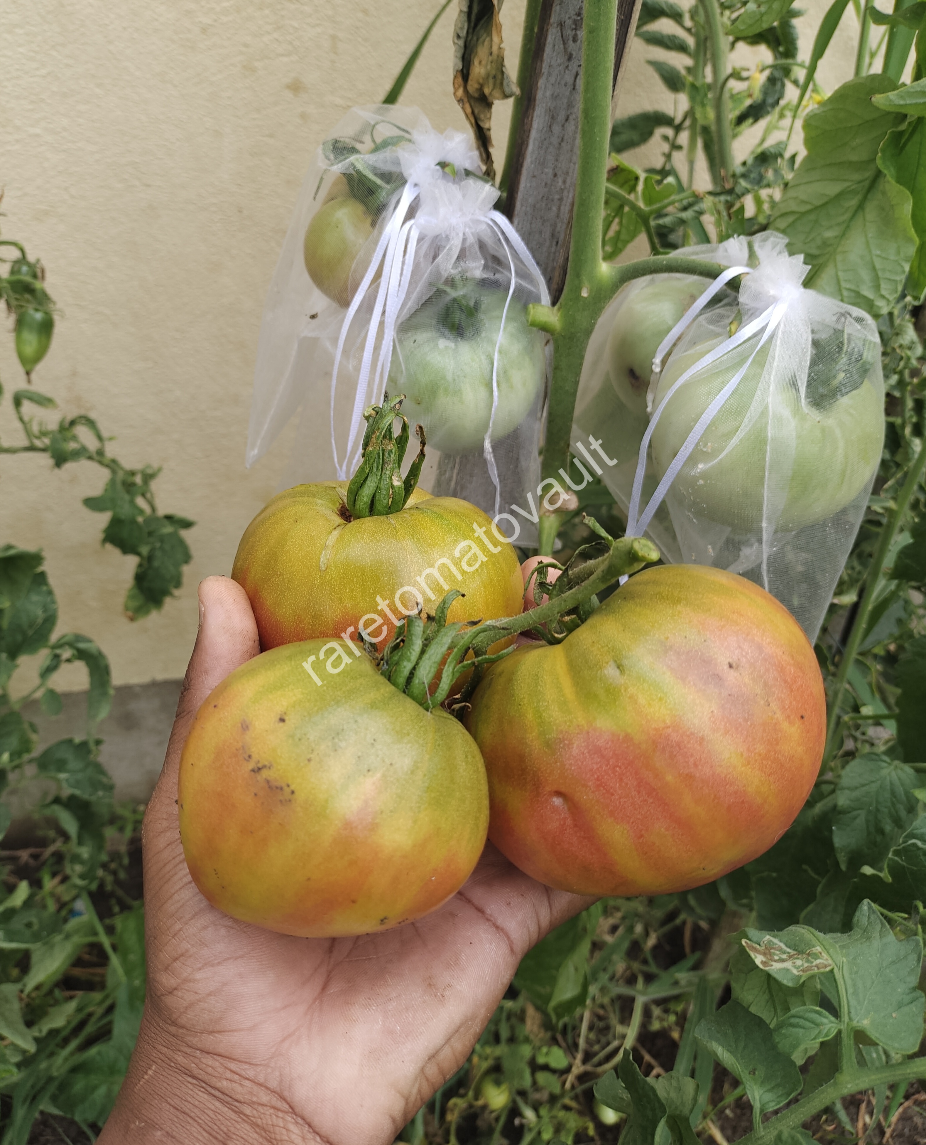 True Colors Tomato (Canada)