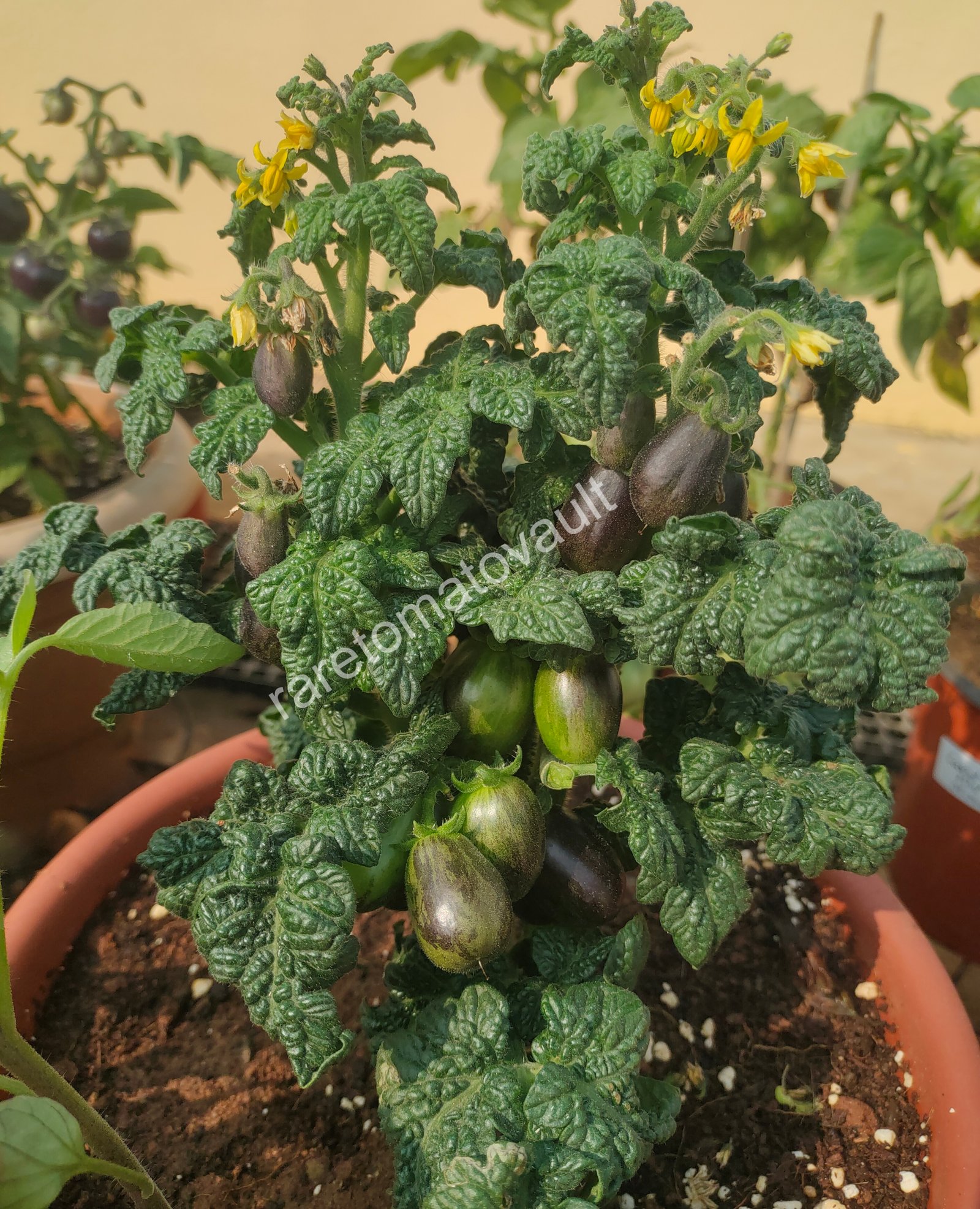 Curly Fire Micro Dwarf Tomato