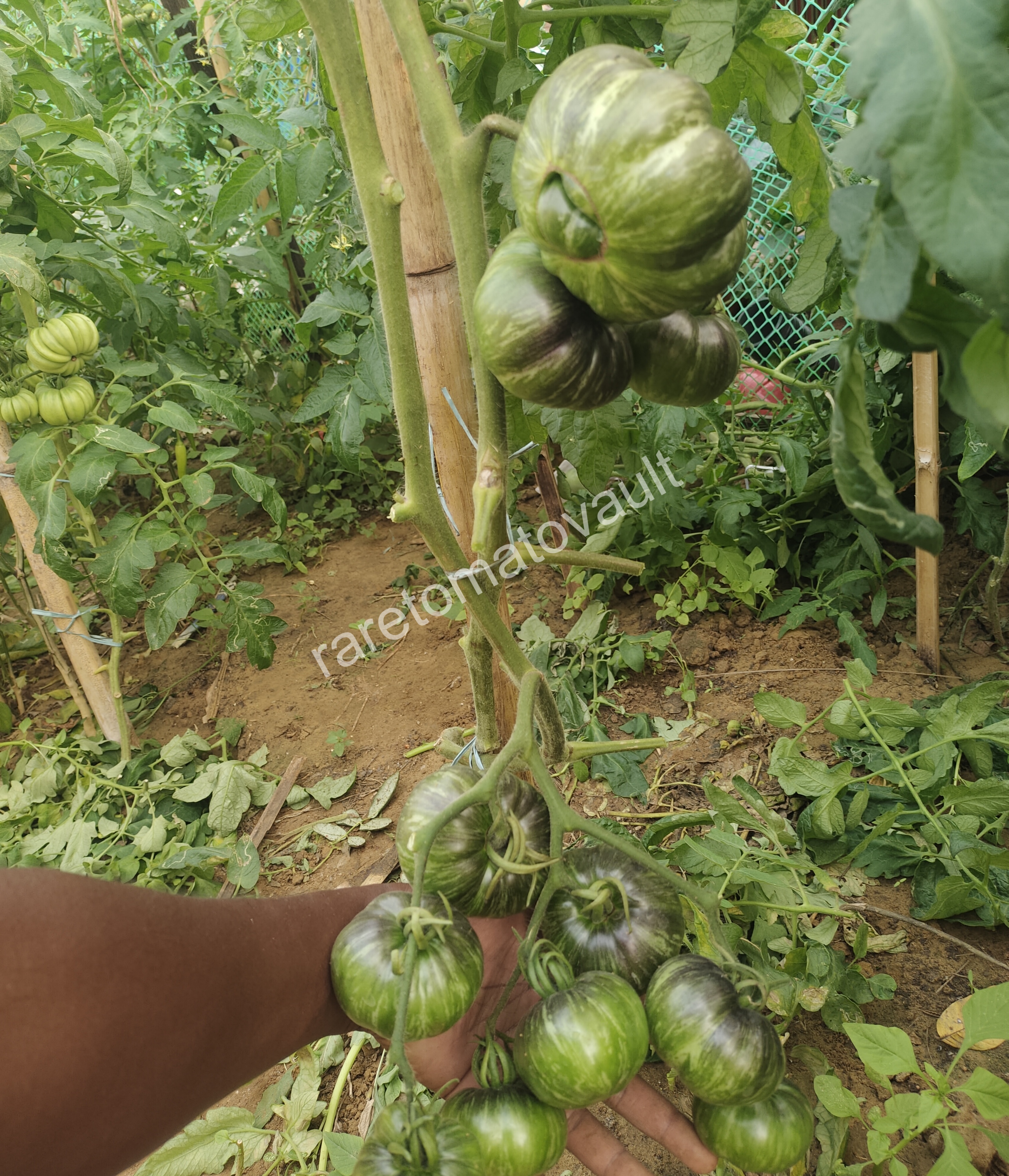 Red Beauty Tomato (Wild Boar Farms, USA)