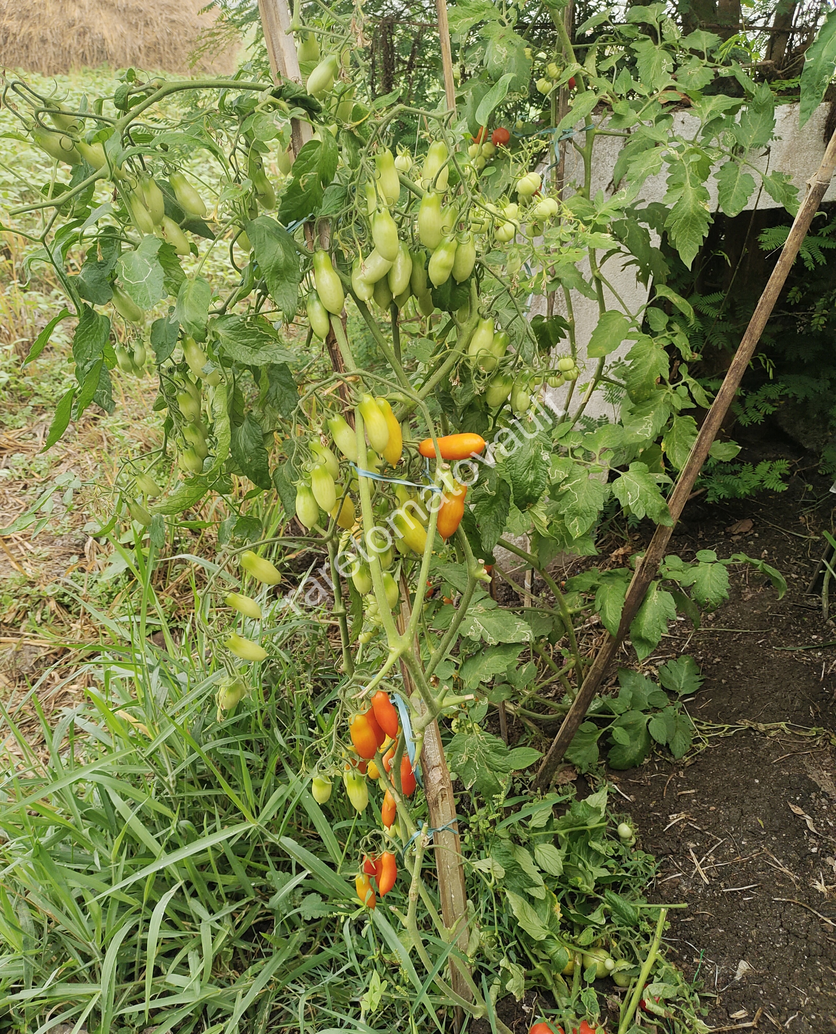 Pelino-2014 Tomato