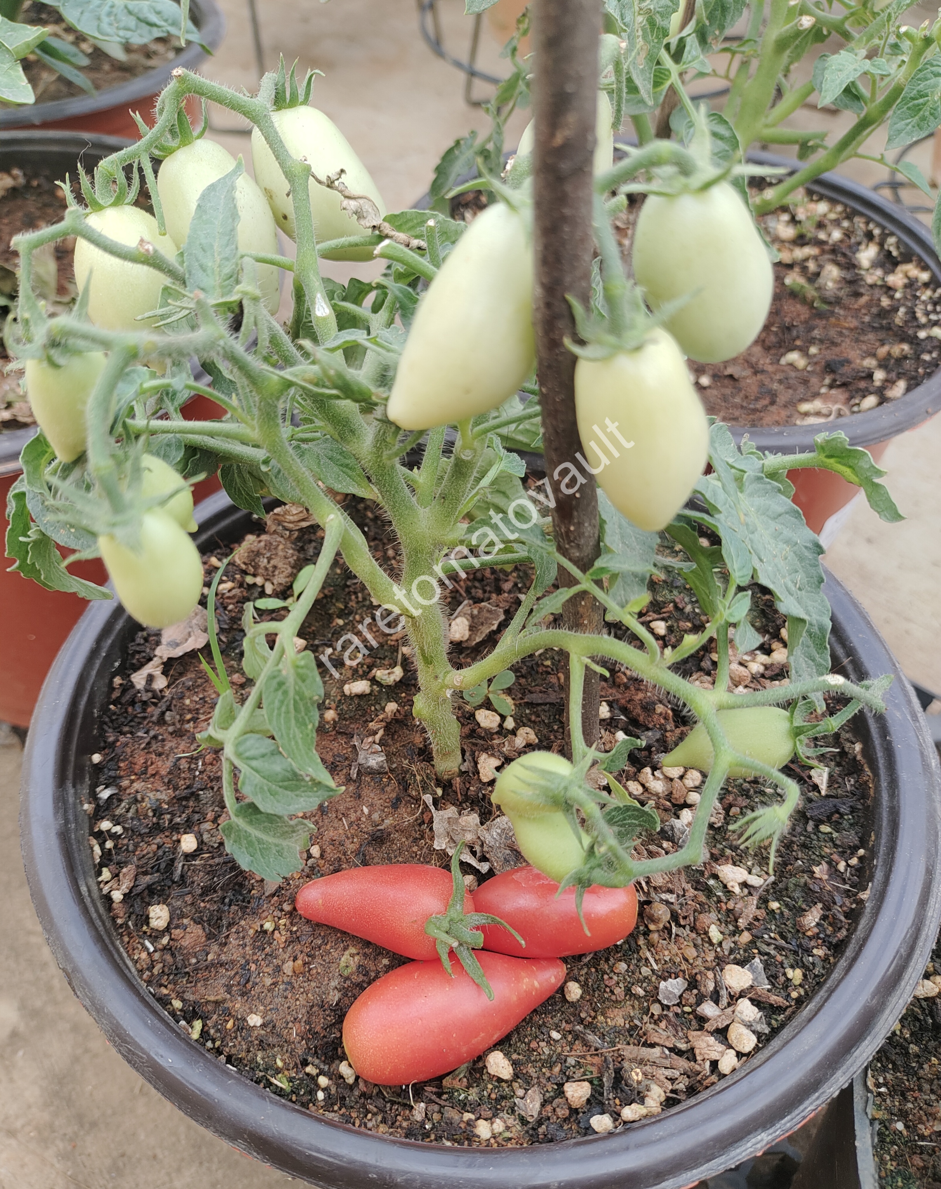 Plumbrella Rosa Micro Dwarf Tomato