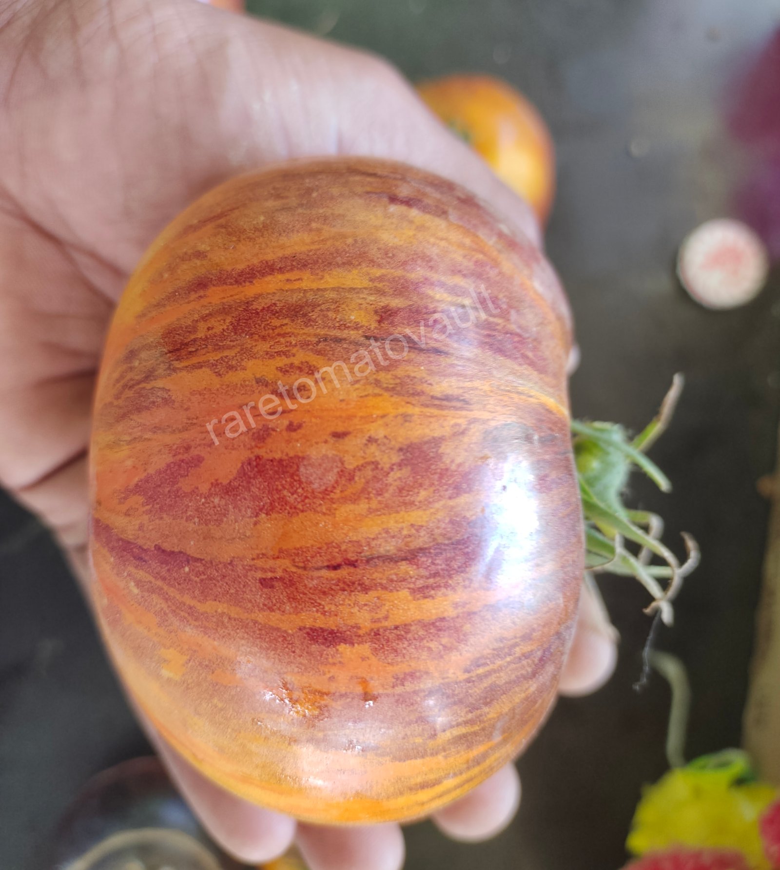 Alice Dream Tomato