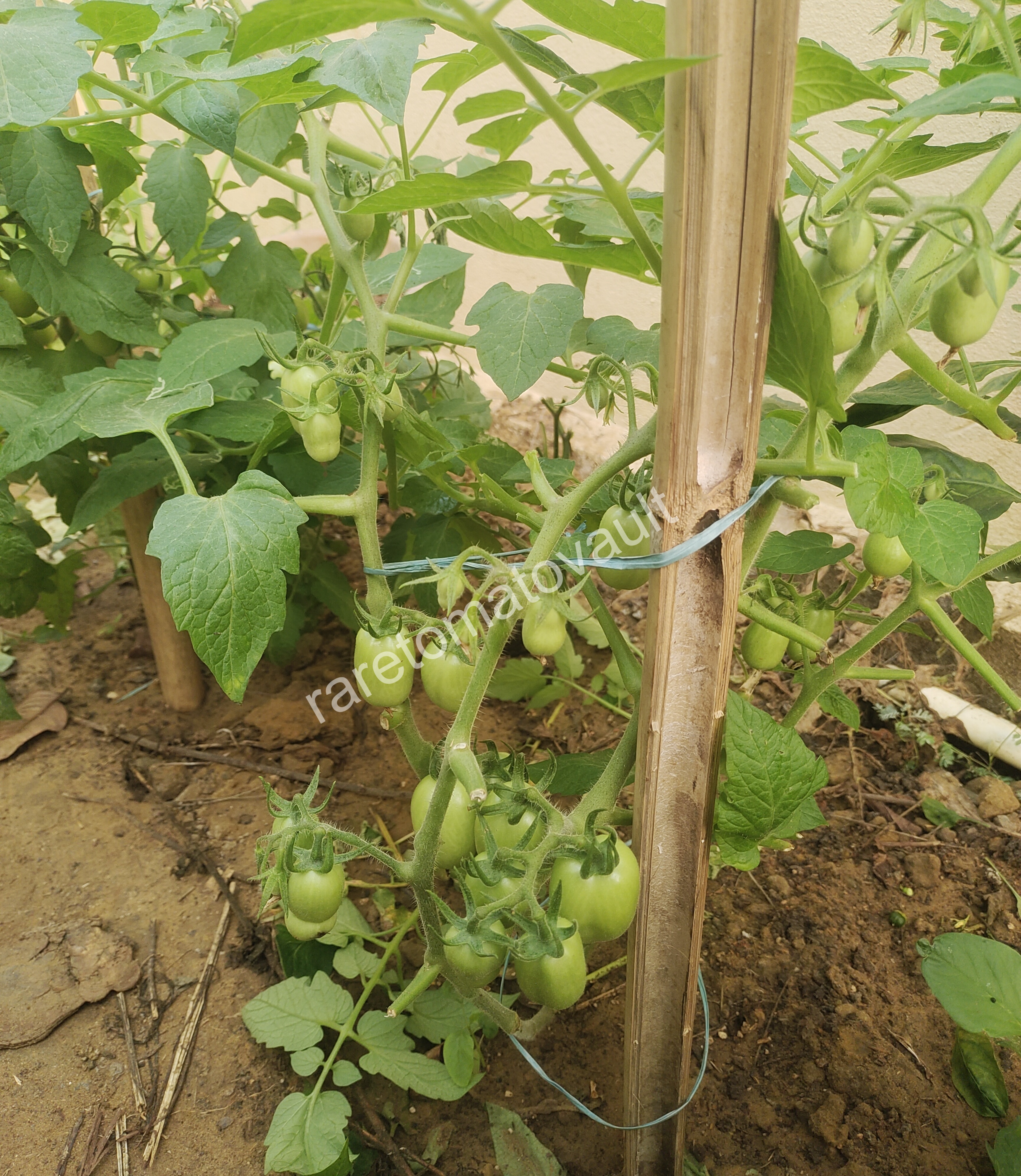 Martino Roma Tomato (Italian Heirloom)