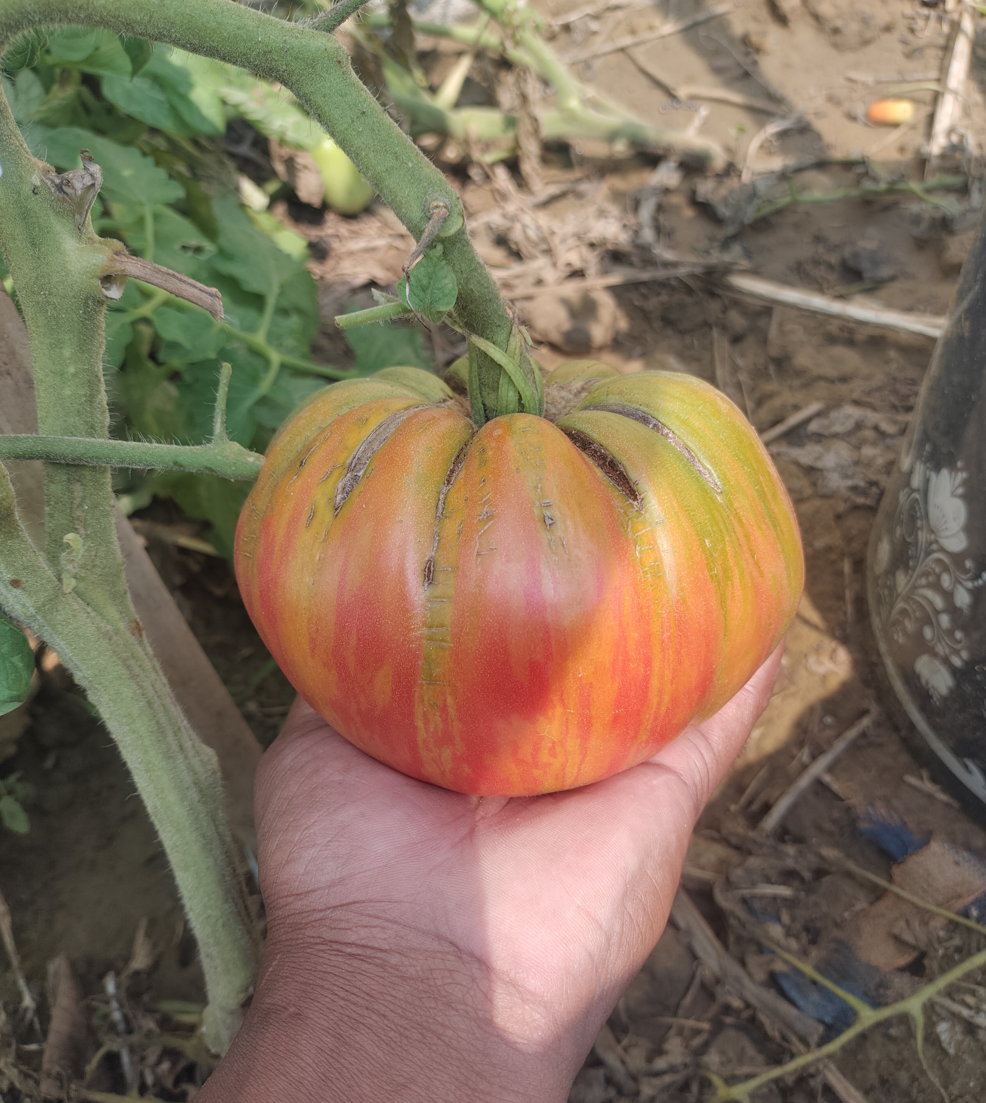 Pink Jazz Tomato (Artisan Heirloom)